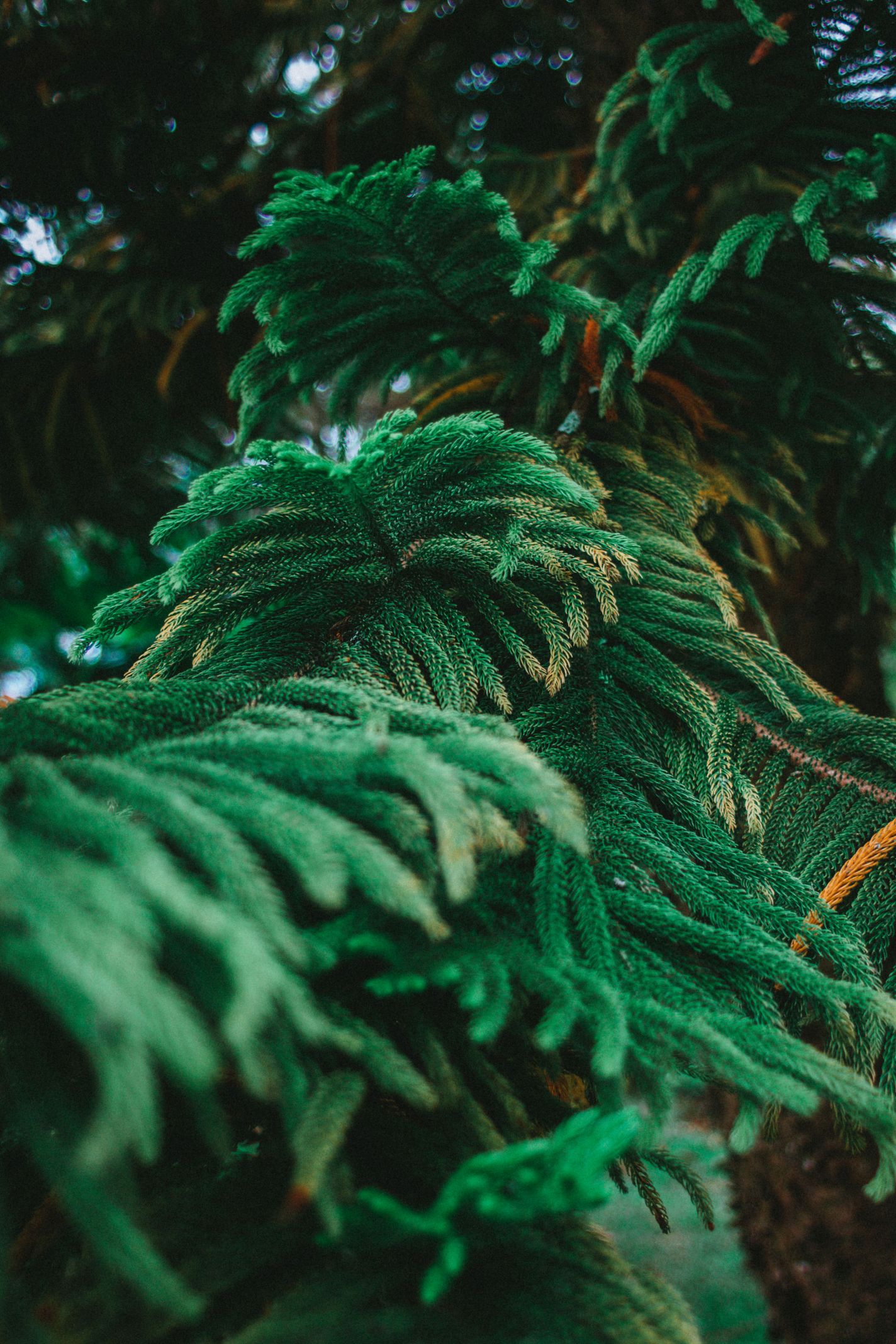 Tree-3.jpg