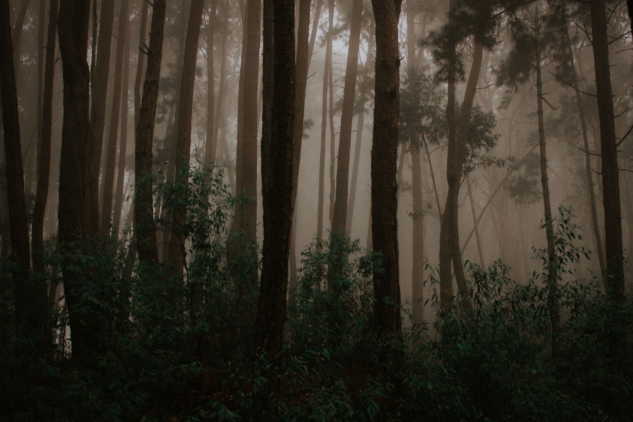 Bosque-34.jpg