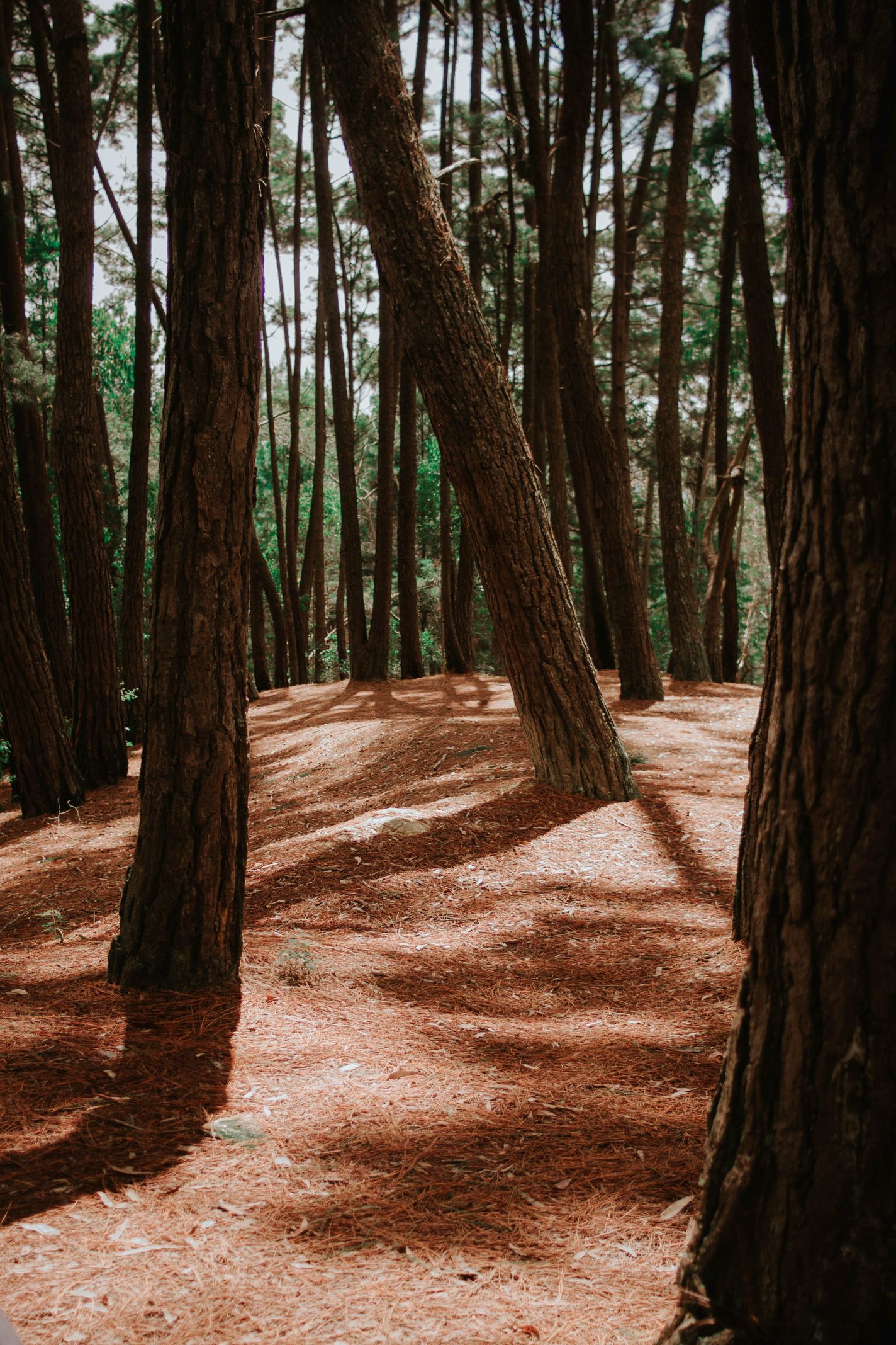 Bosque-42.jpg