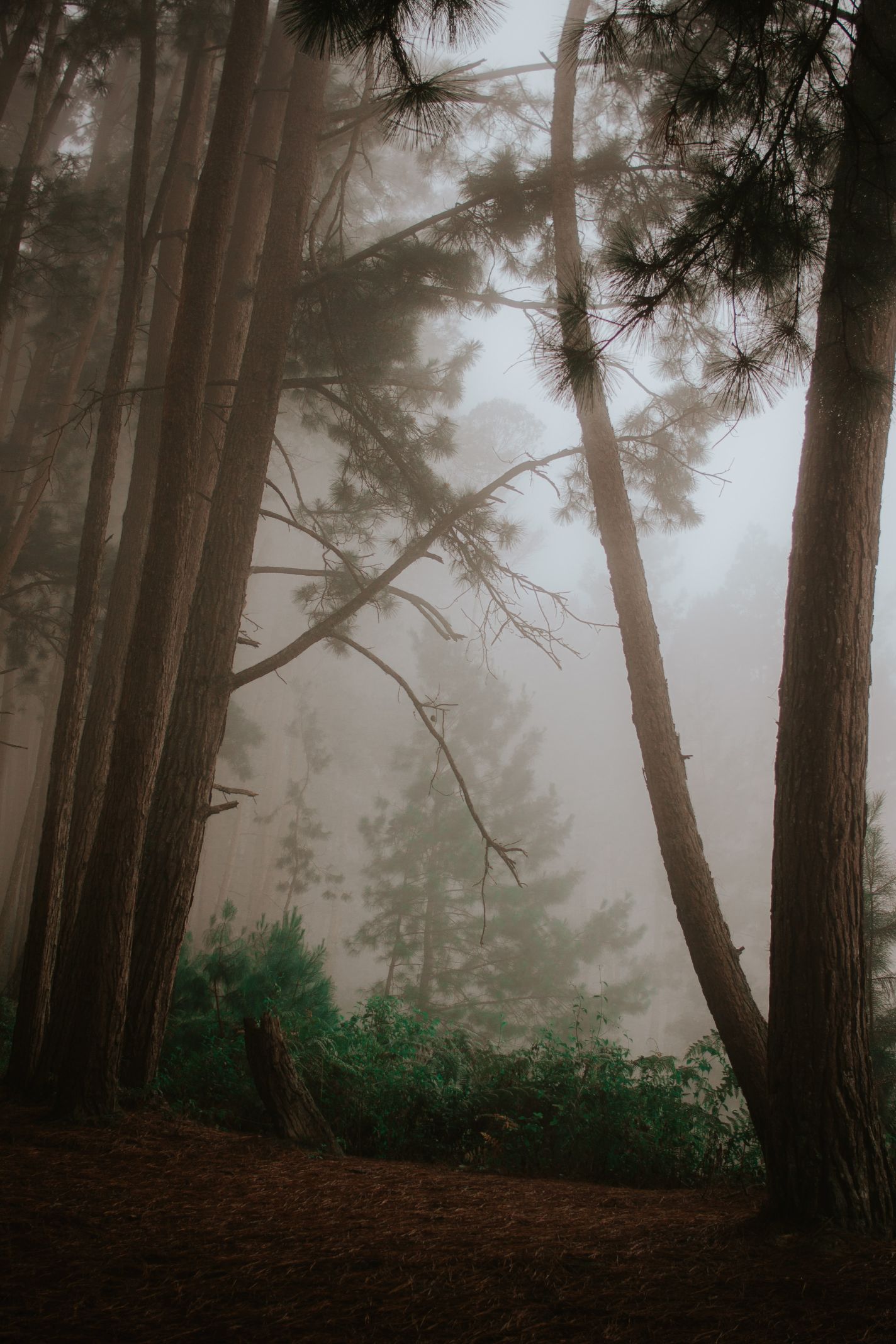 Bosque-22.jpg