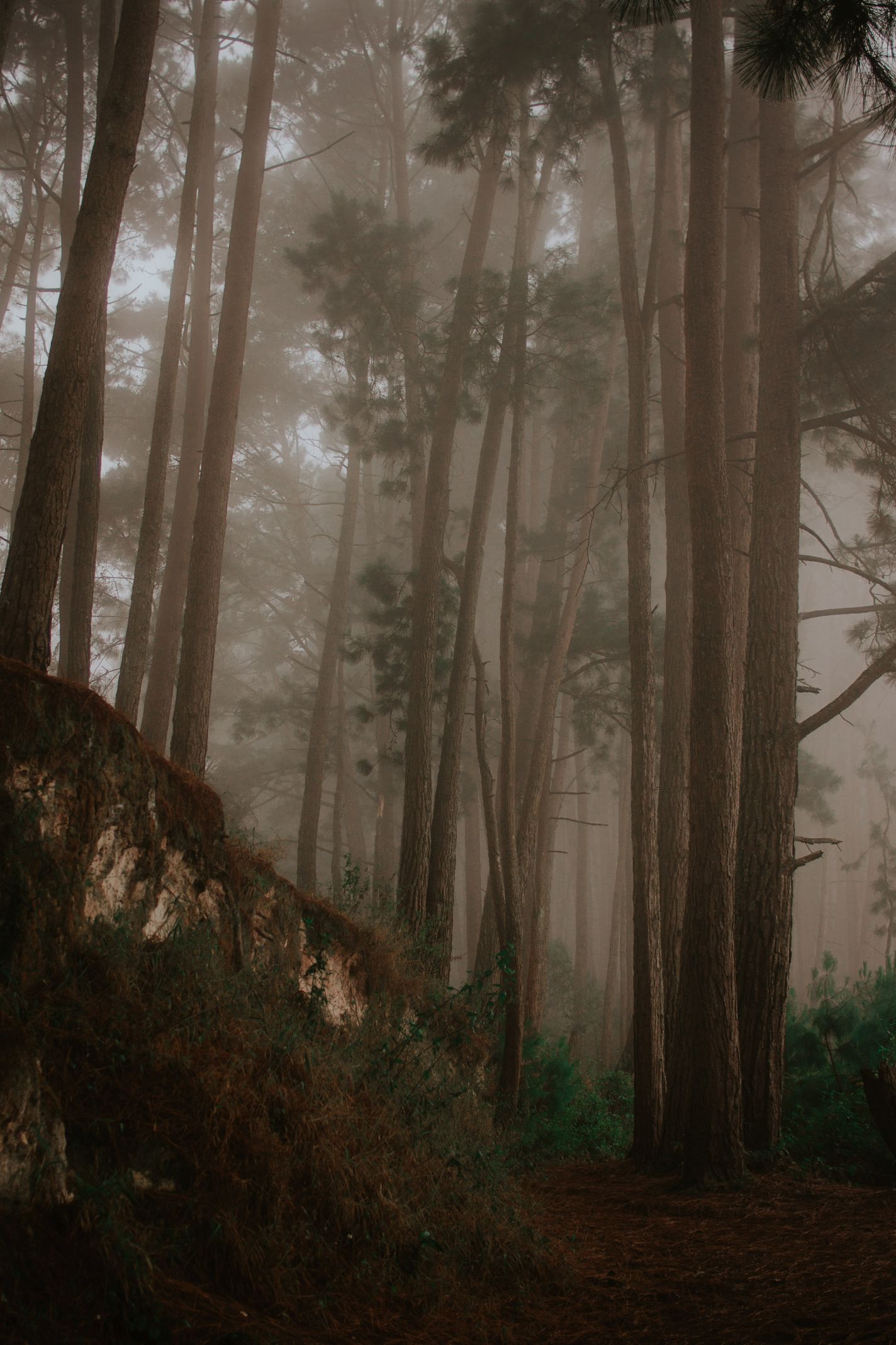 Bosque-23.jpg