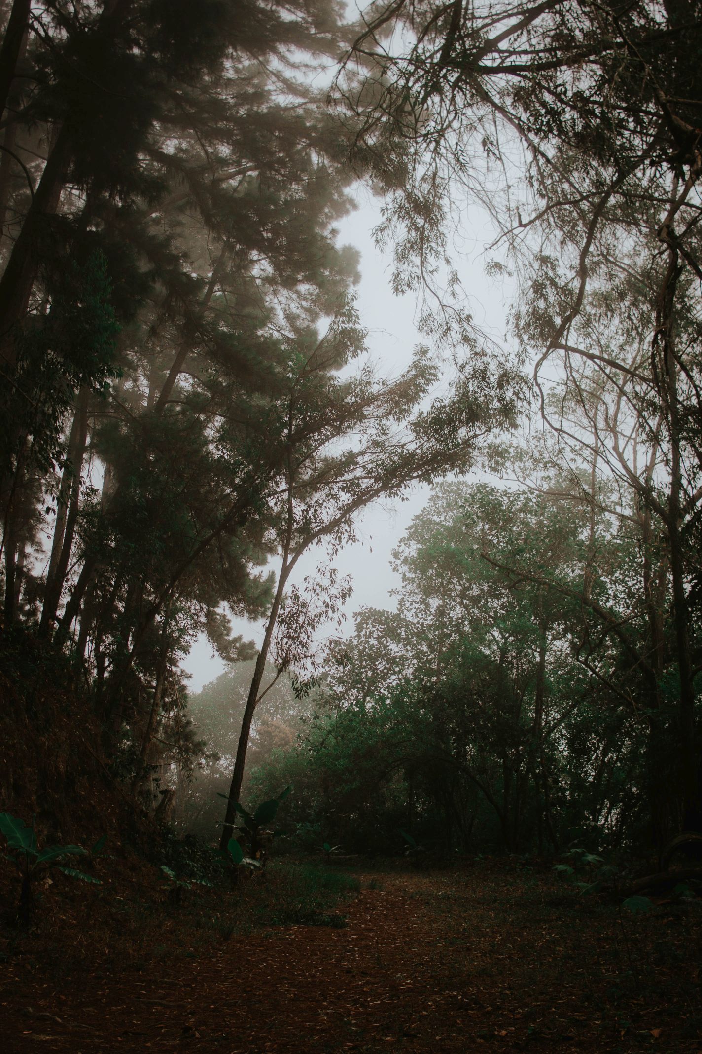 Bosque-19 (2).jpg