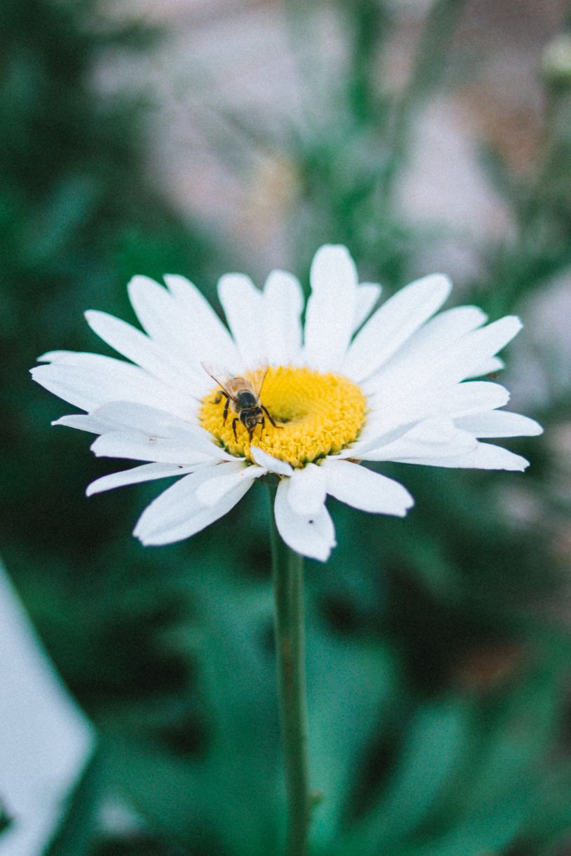Bee-2.jpg