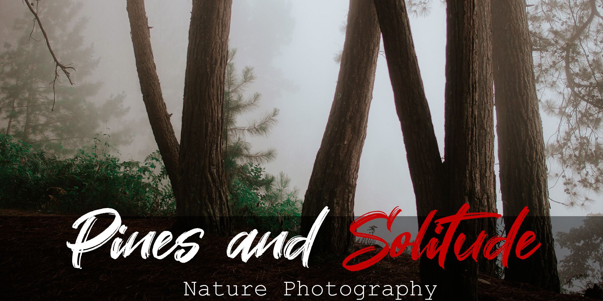 Pines-and-solitude-Portada.jpg