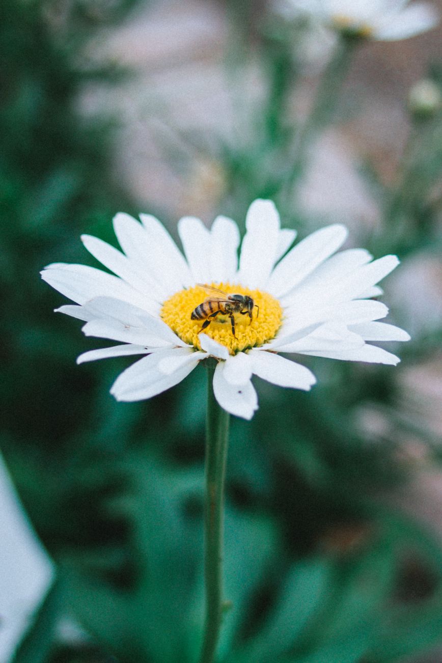 Bee-3.jpg