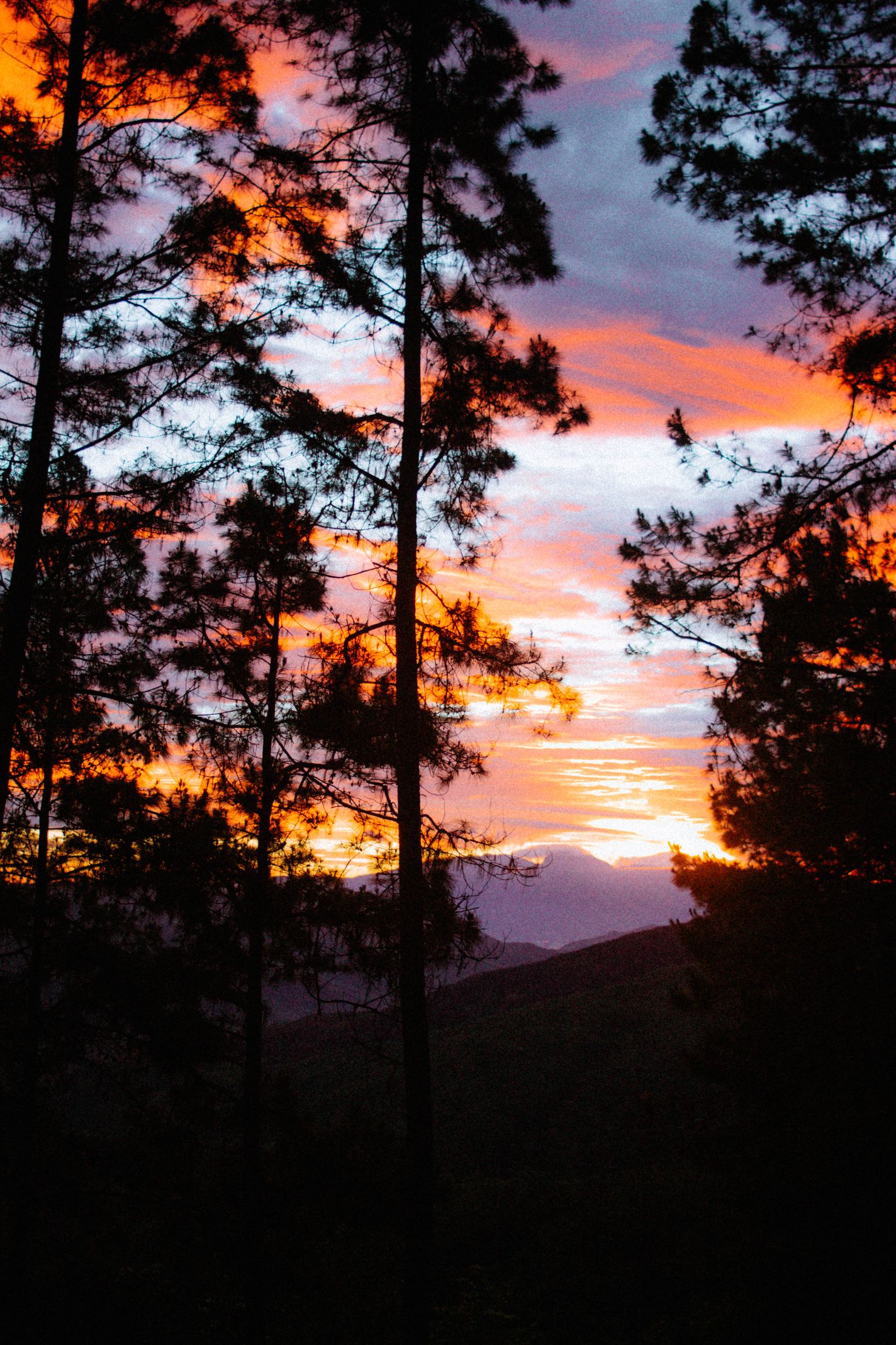 Bosque-20.jpg