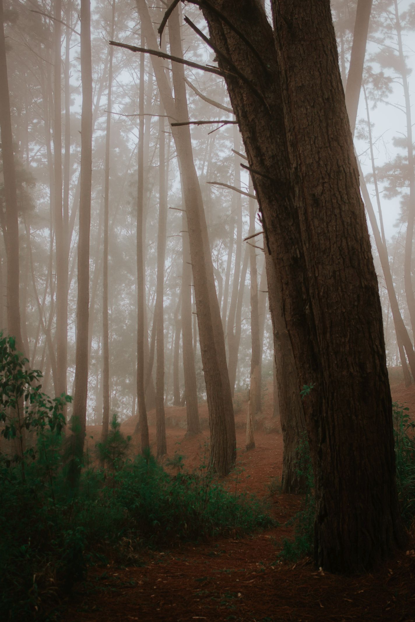 Bosque-35.jpg