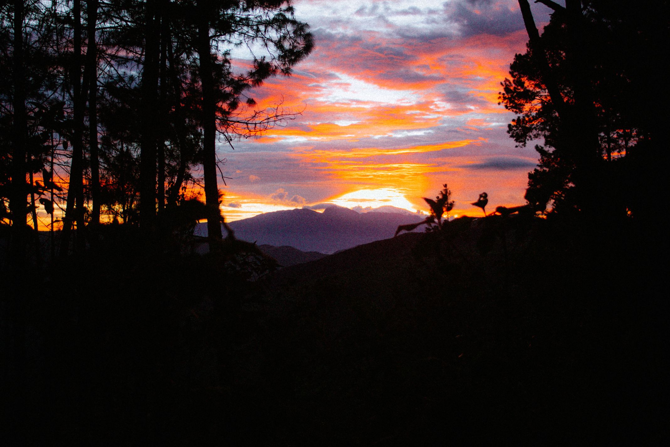 Bosque-15.jpg