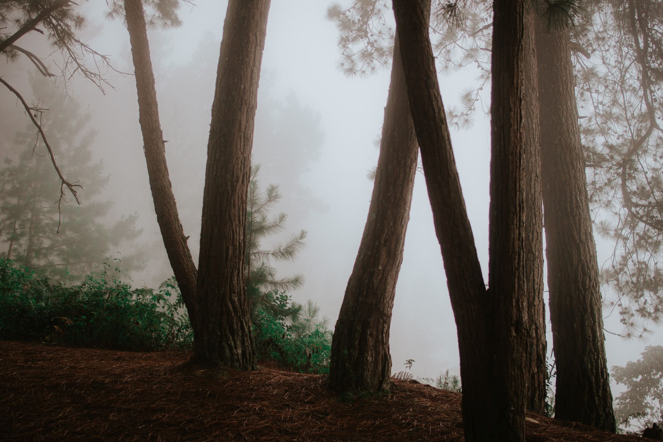 Bosque-21.jpg