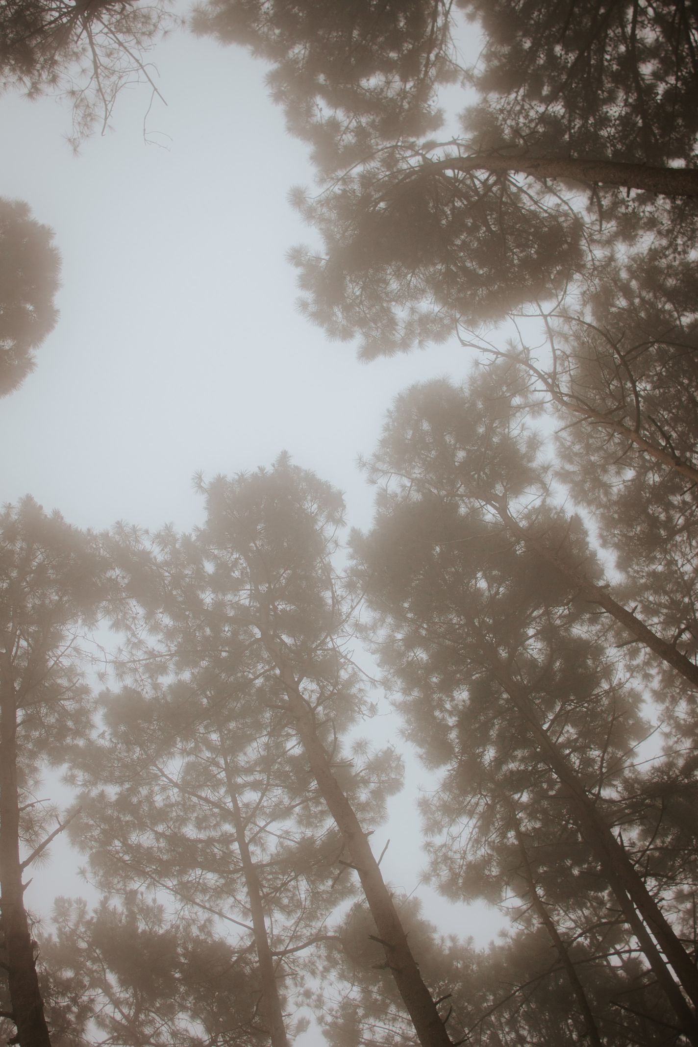 Bosque-30.jpg