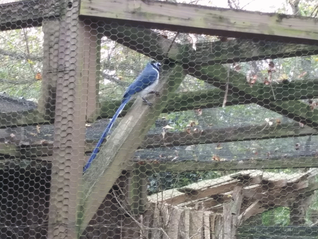 blackthroated magpie jay.gif