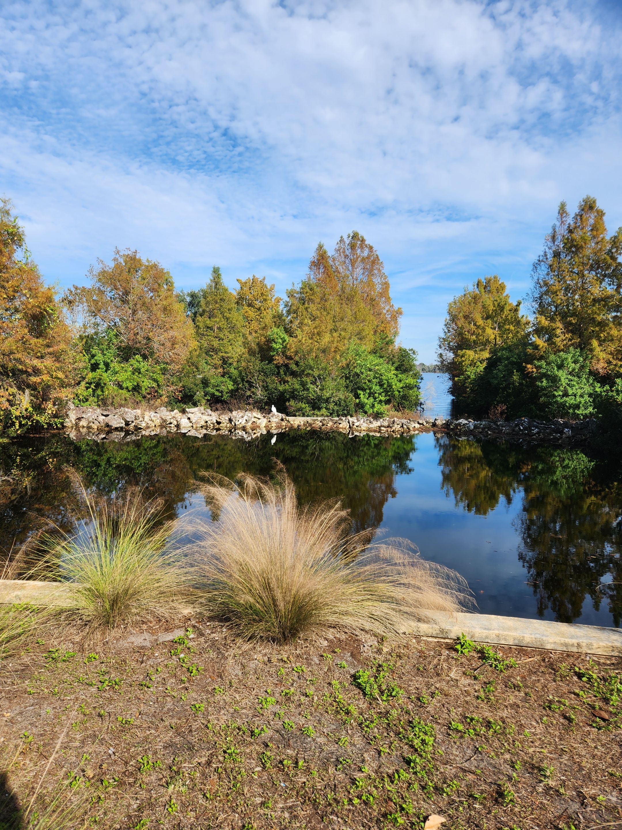 retention pond with a bird.jpg