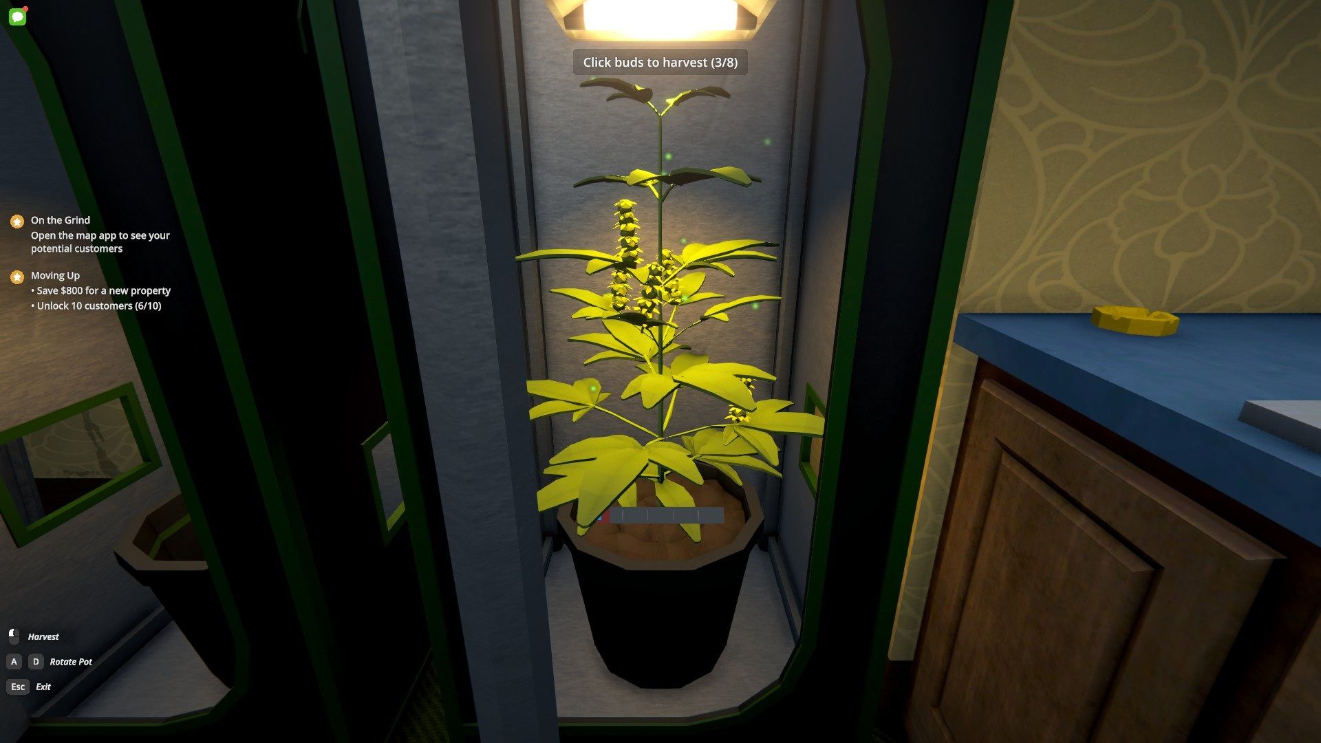 the first plant.jpg