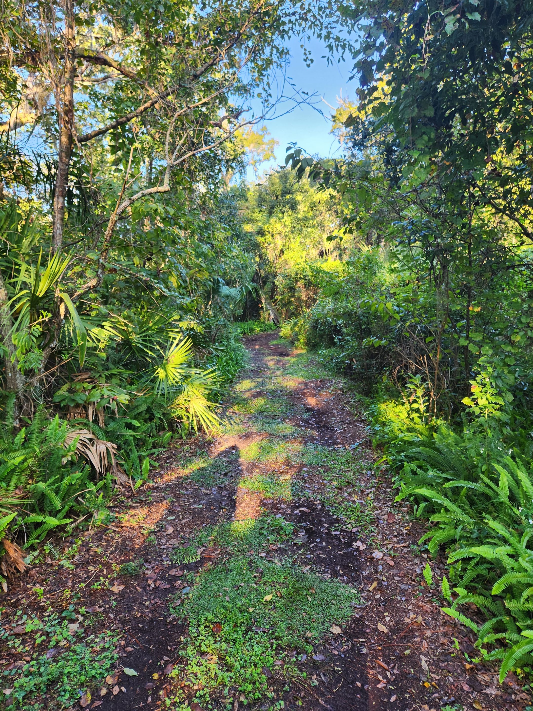 more of the path.jpg