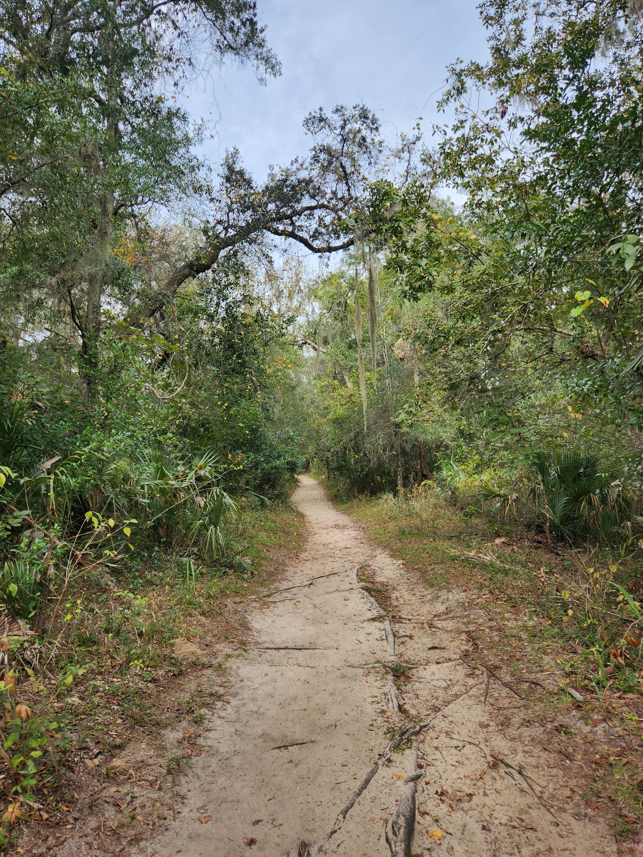 tree roots.jpg