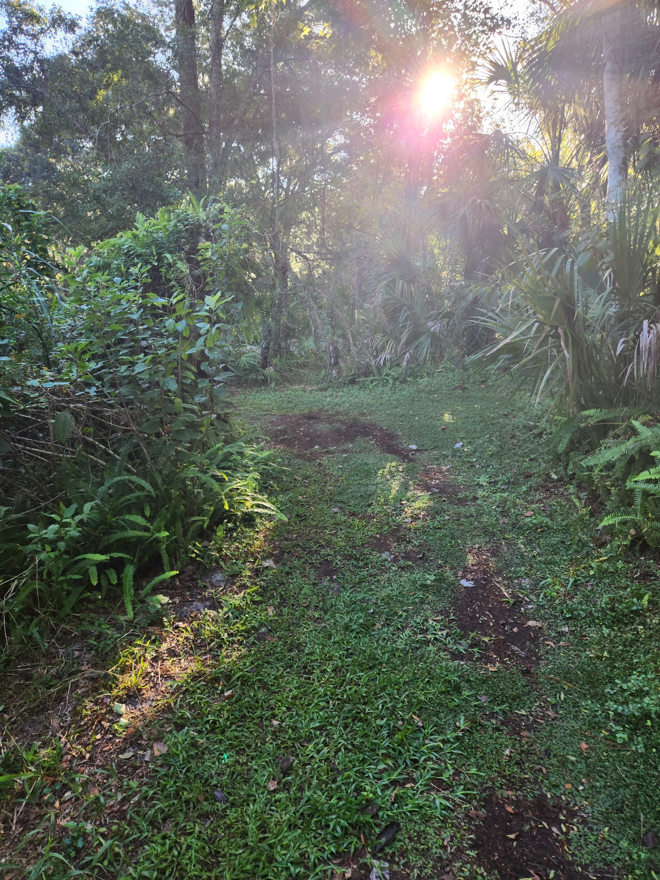 path into the woods.jpg