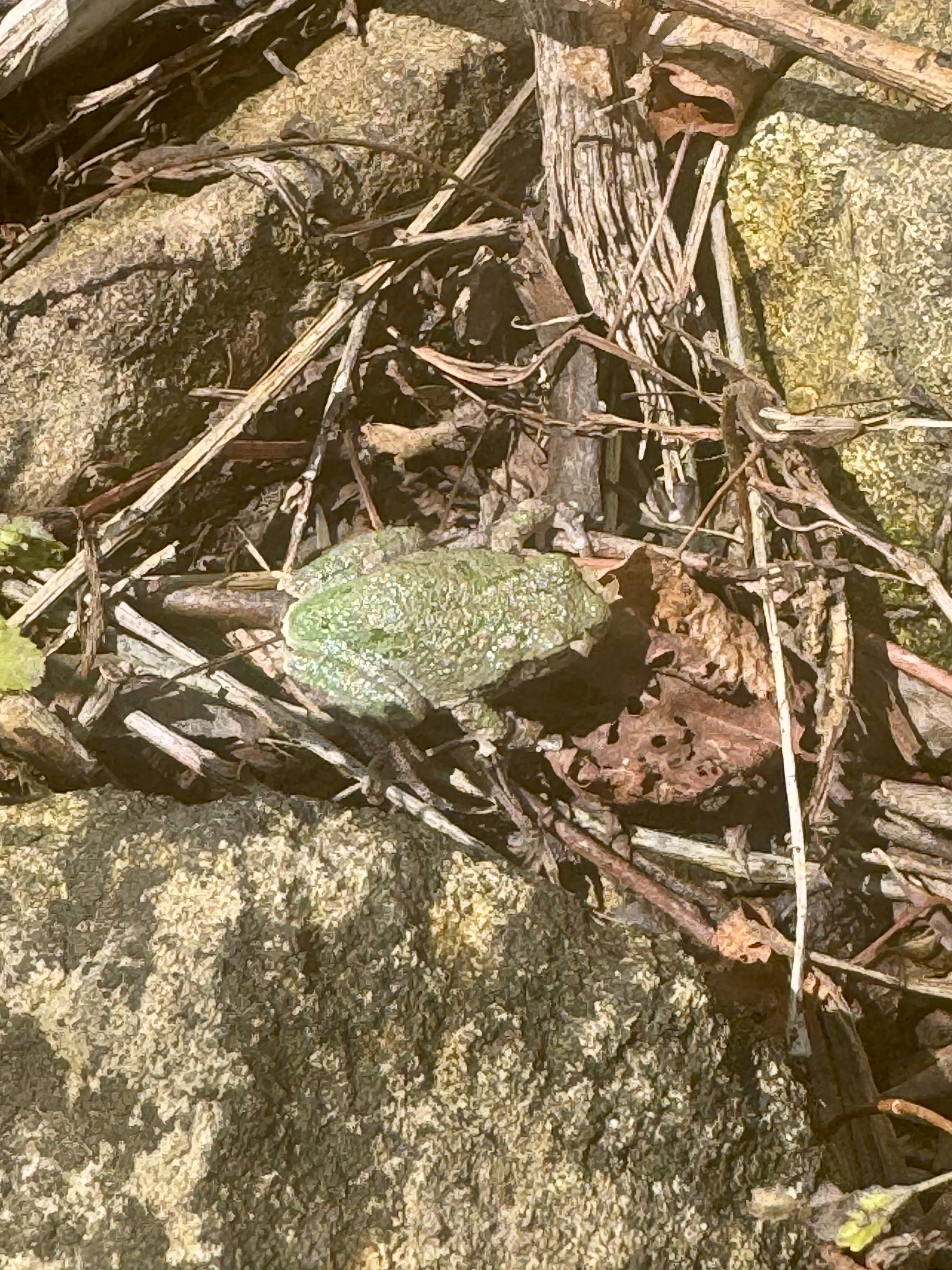 Frog.jpg