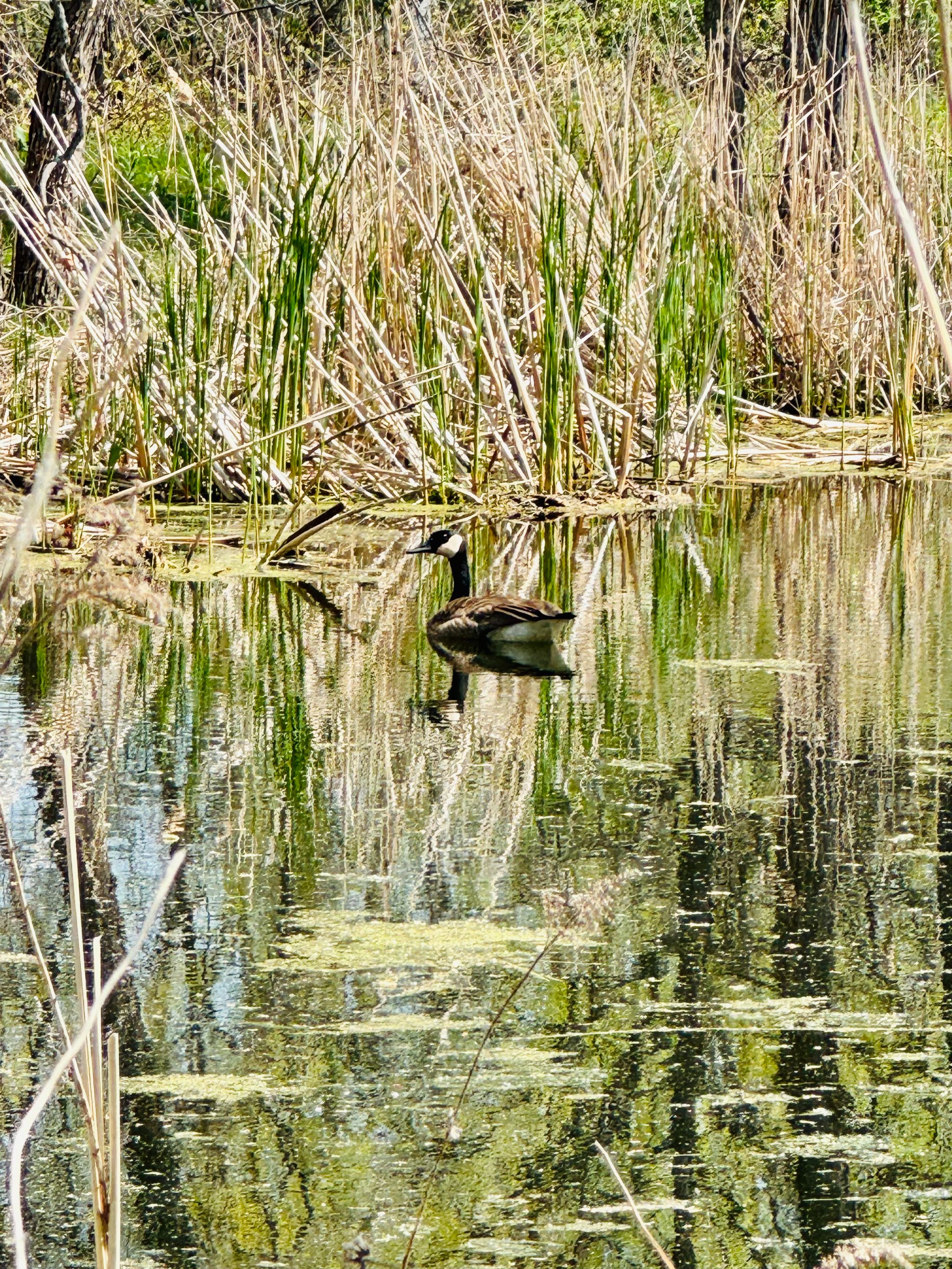 Goose.jpg/