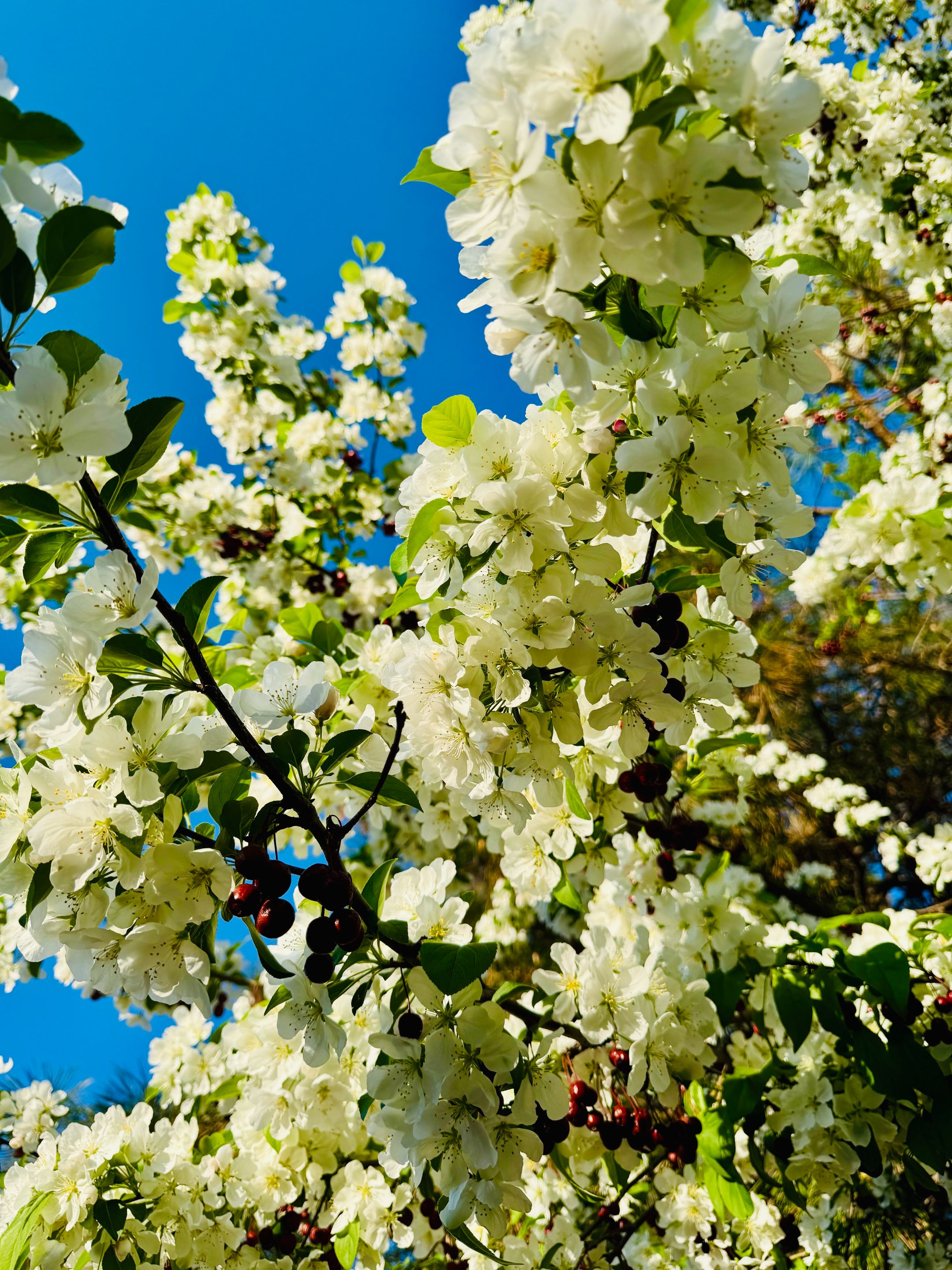 Blooms.jpg/
