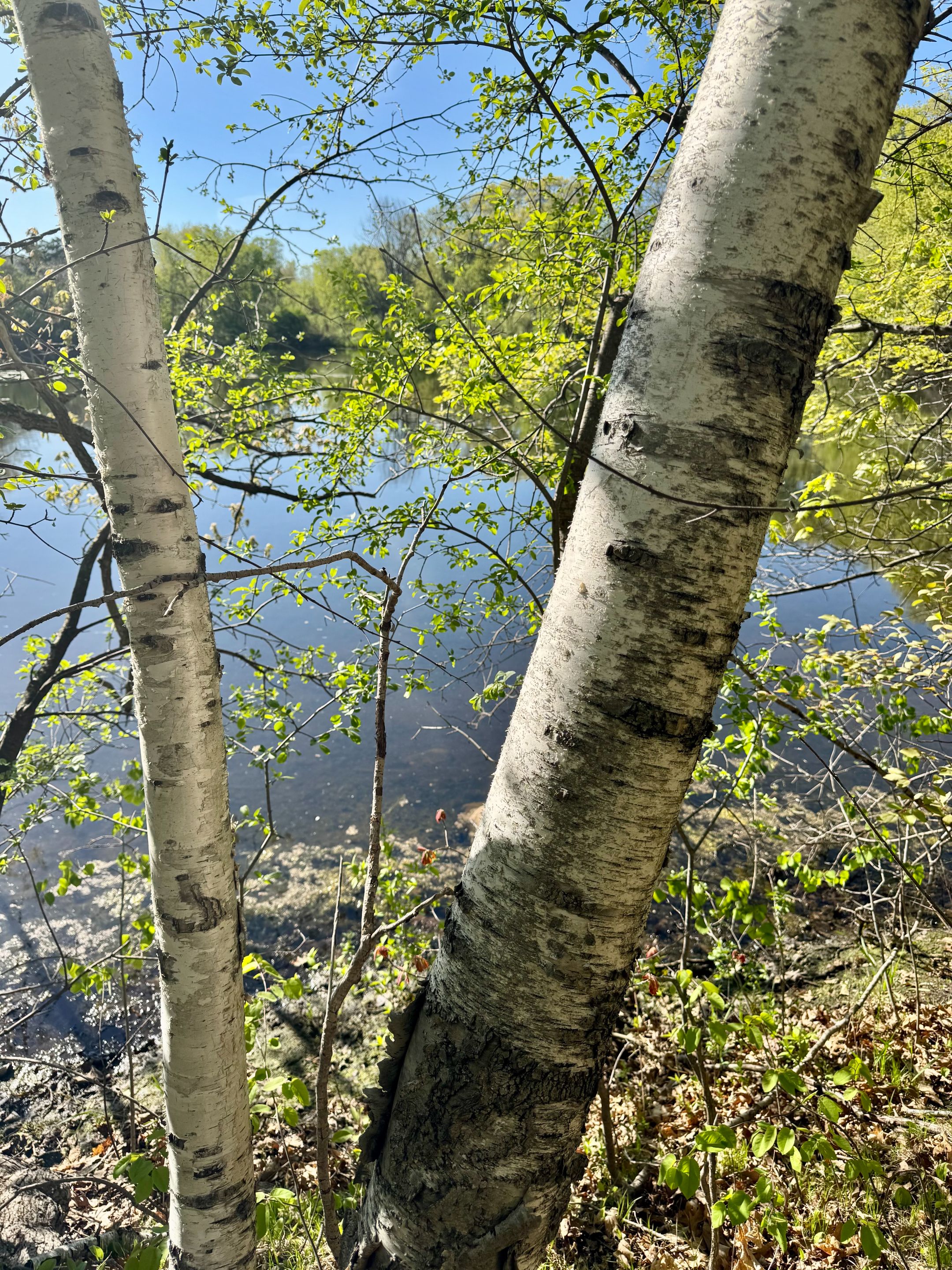 Birch.jpg/