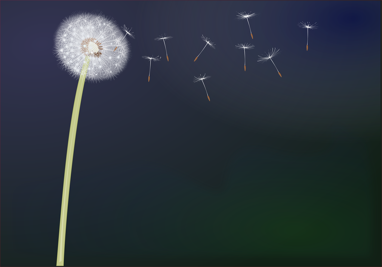dandelion-2268605_1280.png
