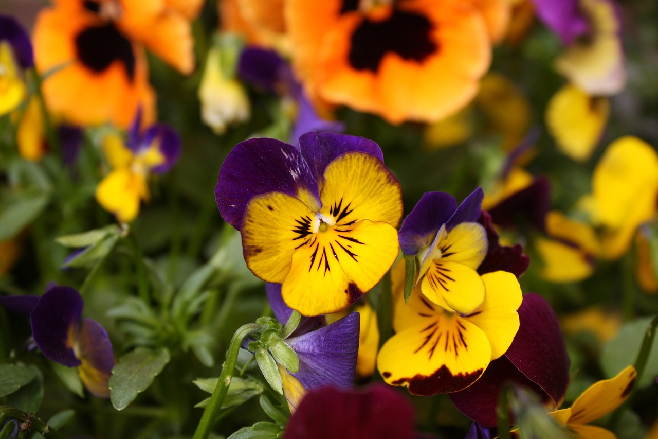 pansy-1321753_1280.jpg