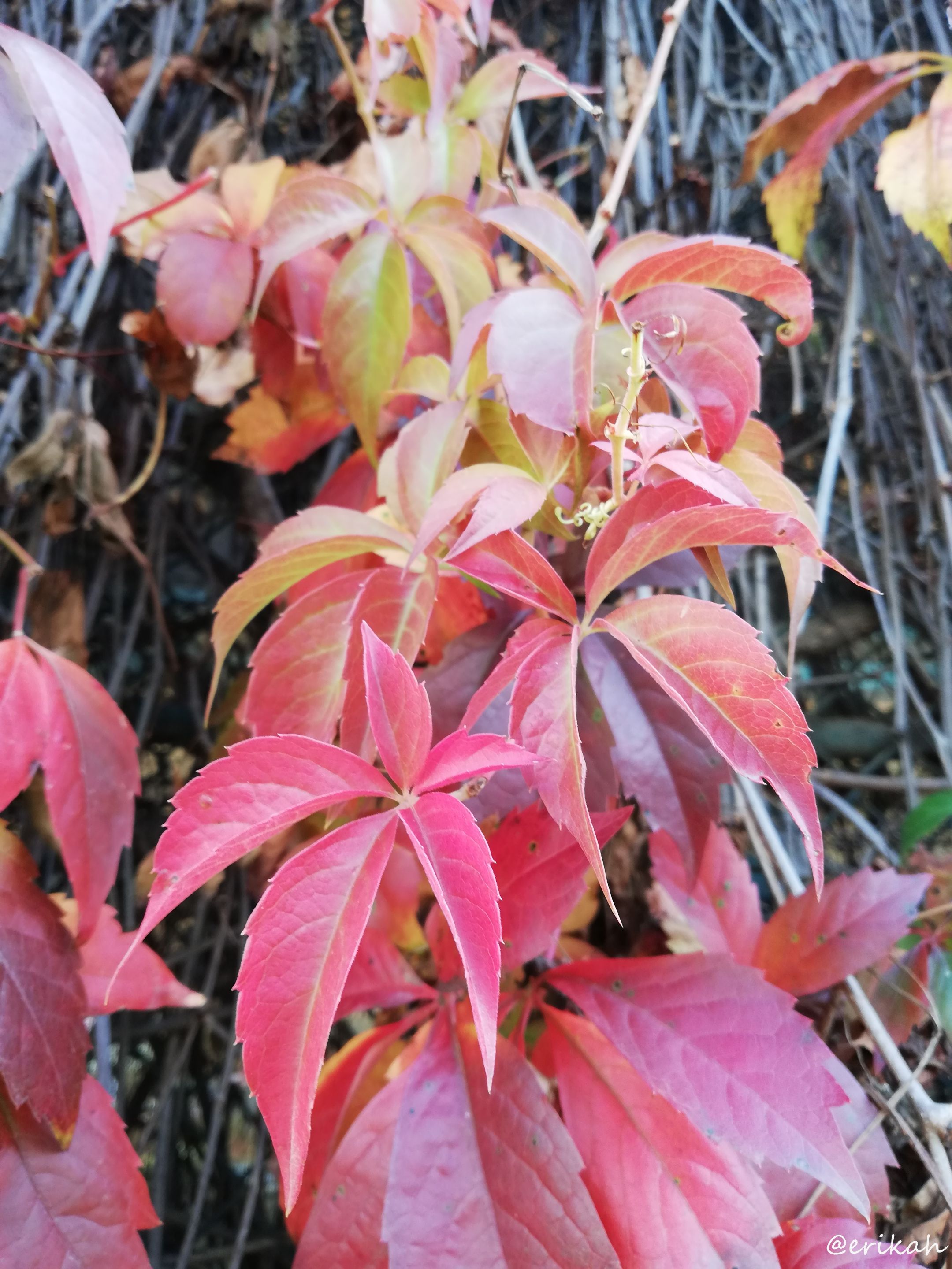 IMG_20201016_101058a.JPG