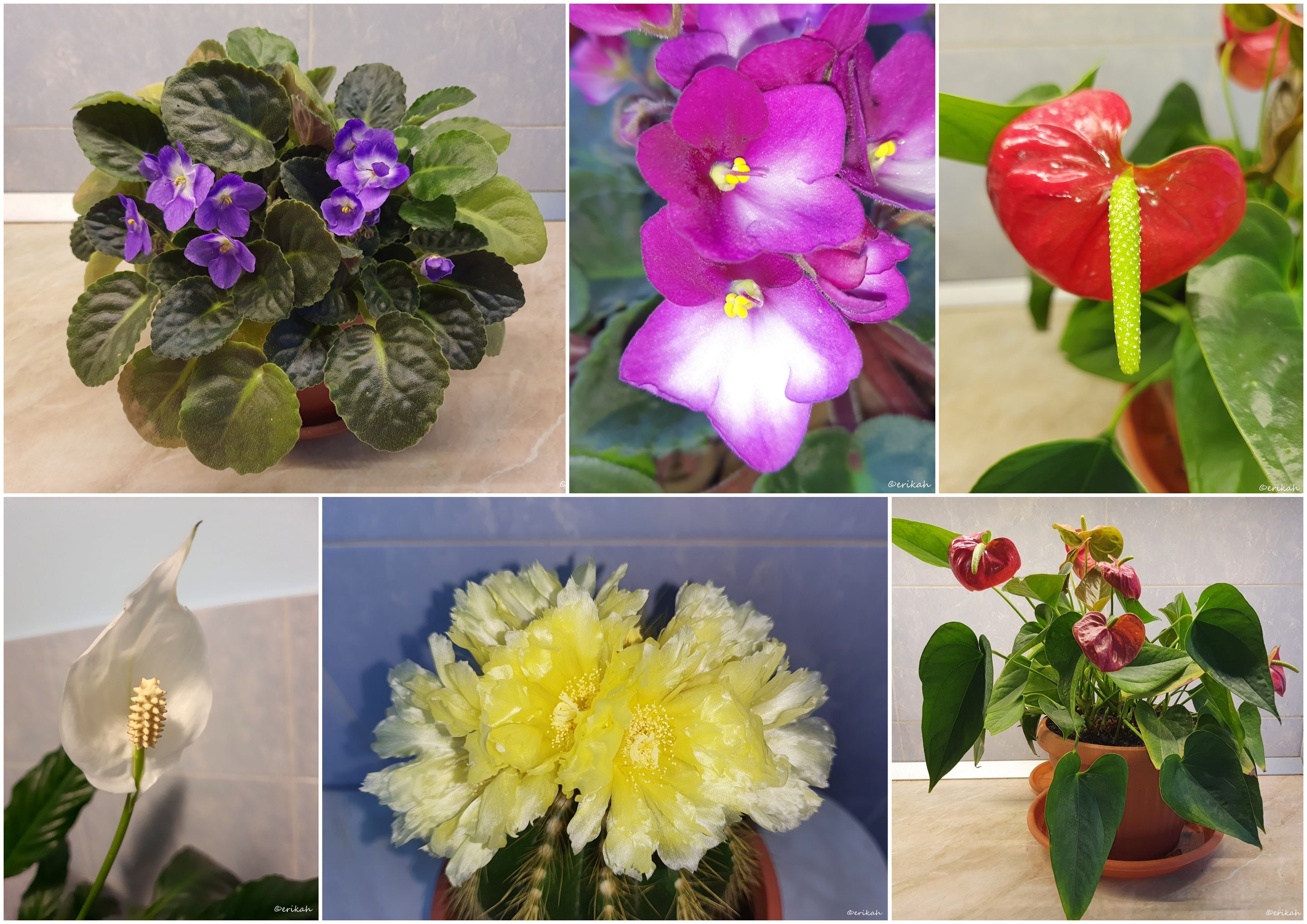 Flowers.jpg