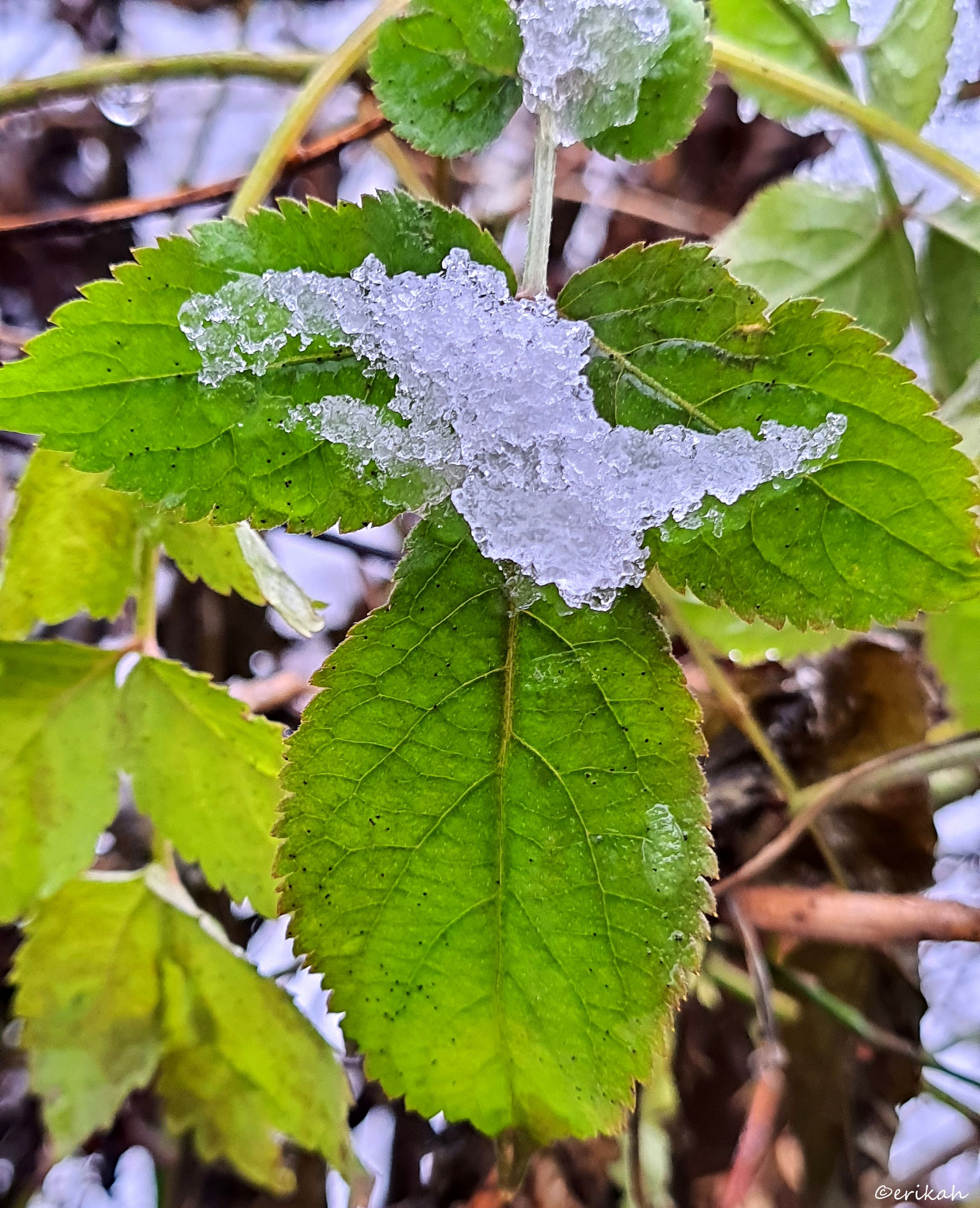 20211217_094219a.jpg