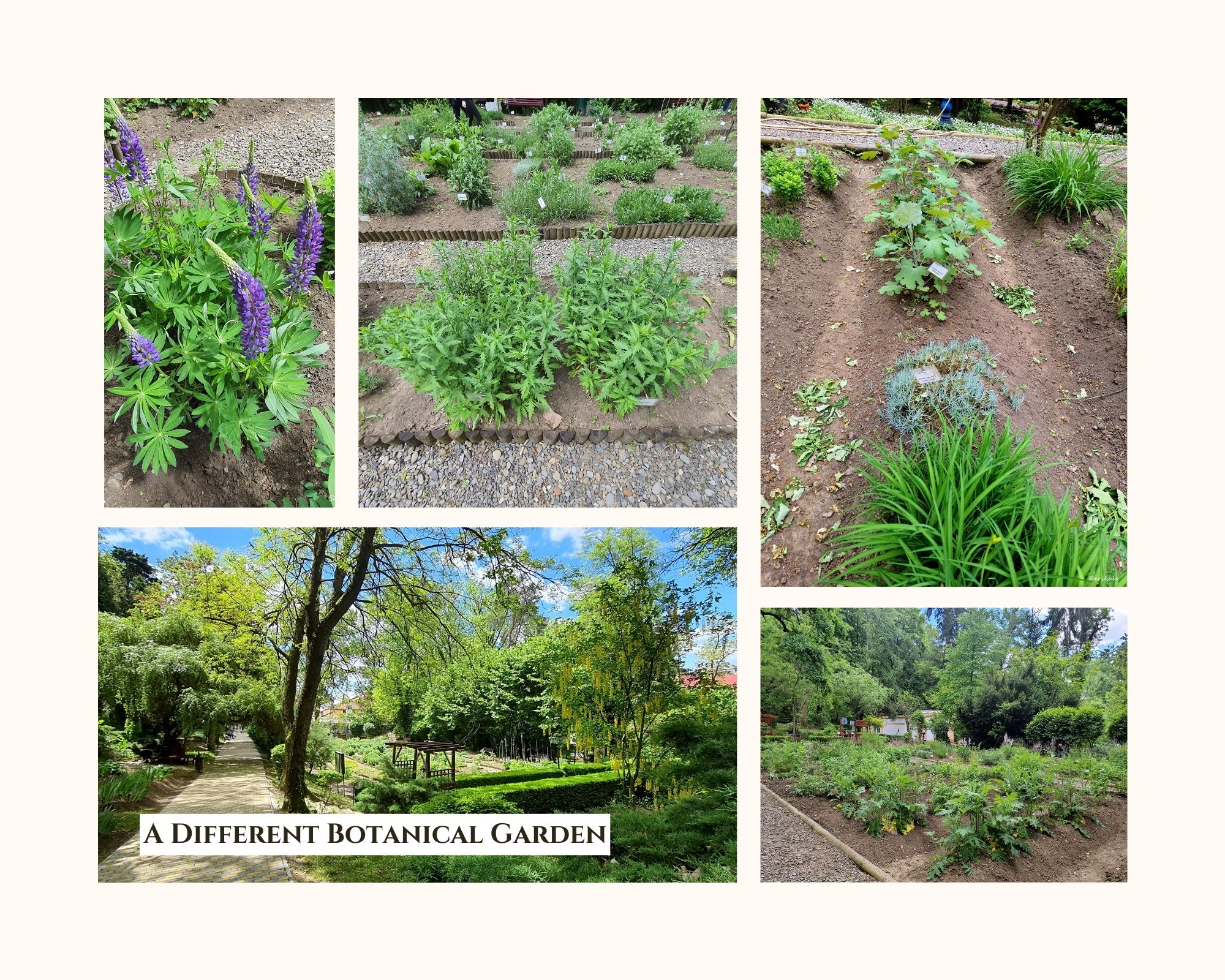 A Different Botanical Garden.jpg