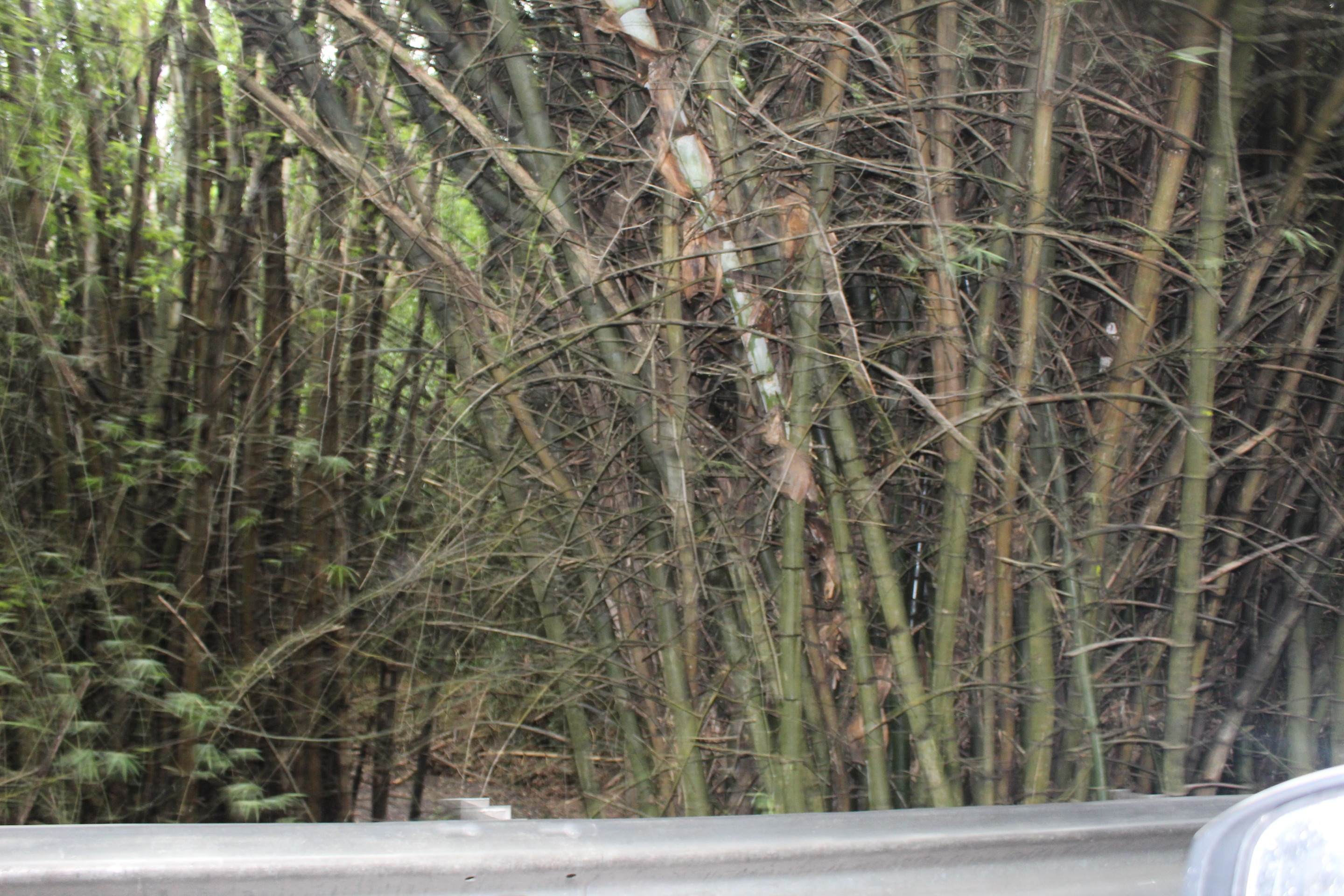 IMG_6999.JPG