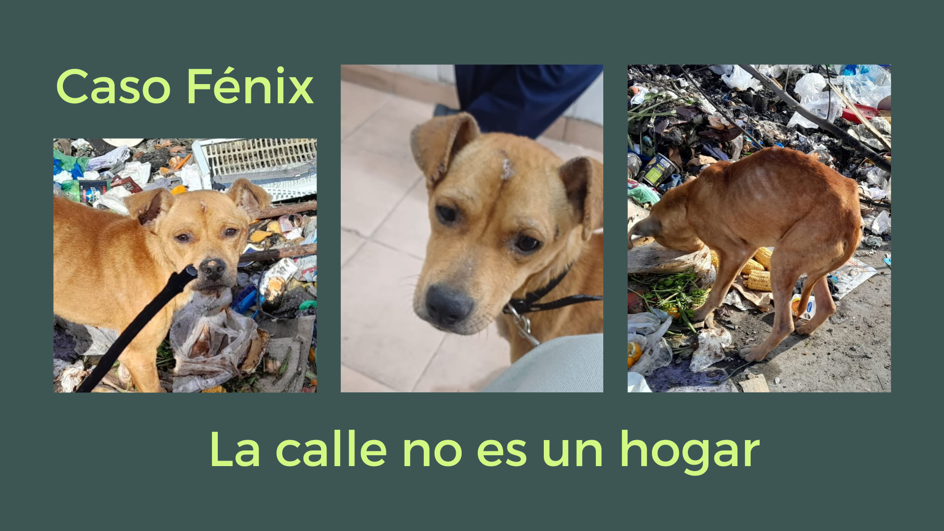 Perritos.png