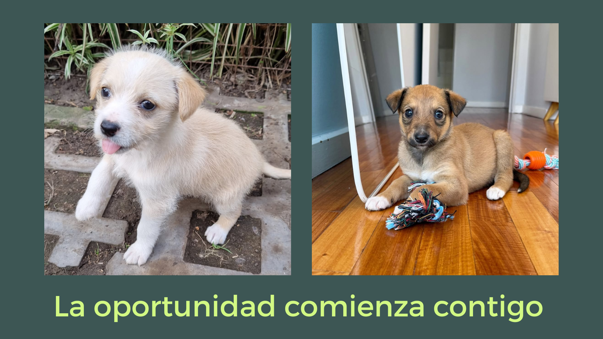 Perritos (1).png
