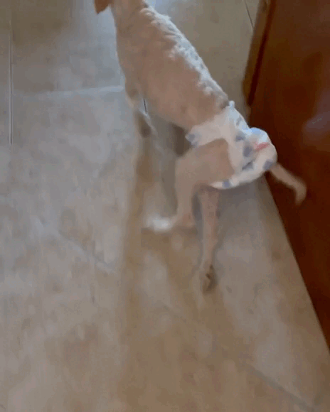 Cuando fuimos a rescatar a #Daysi el corazón se nos partió al medio… Había sido atropellada y ab.gif