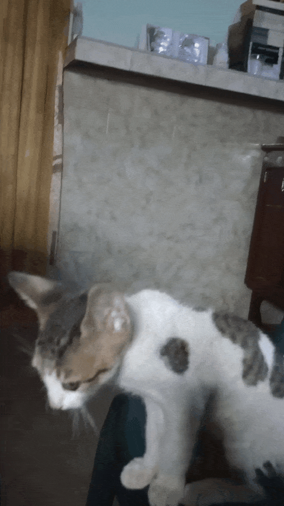 GIF-231223_094041.gif/