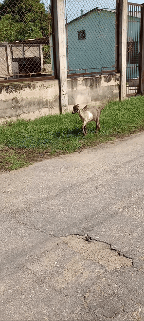 VID_20240615_152501366.gif