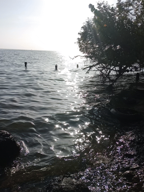 IMG_20250305_172320962__exported_stabilized_1744669147660.gif