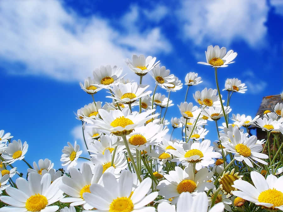 fondos-de-pantalla-de-flores-de-primavera-7i9m57e30uin8ajj.jpg