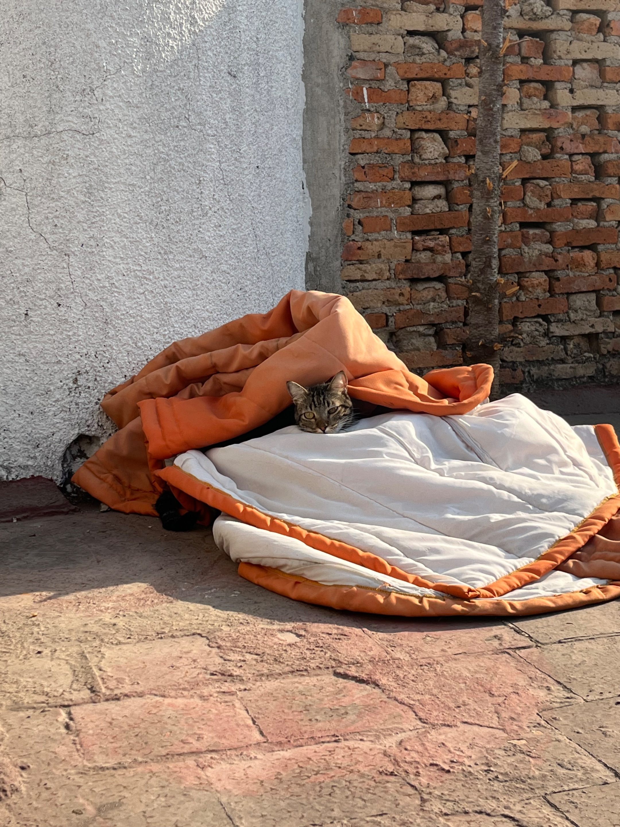 IMG_5096.jpeg