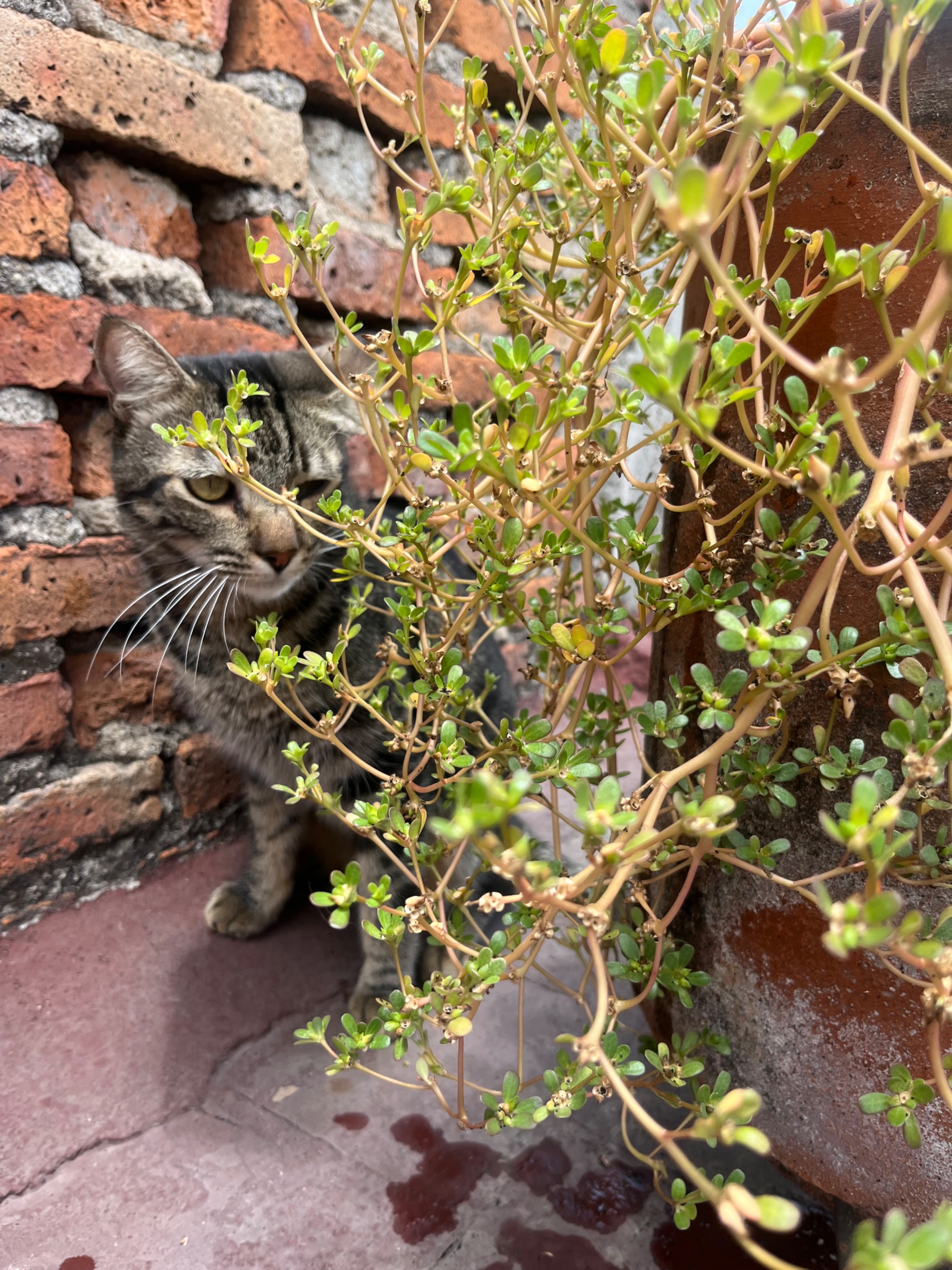 IMG_5284.jpeg