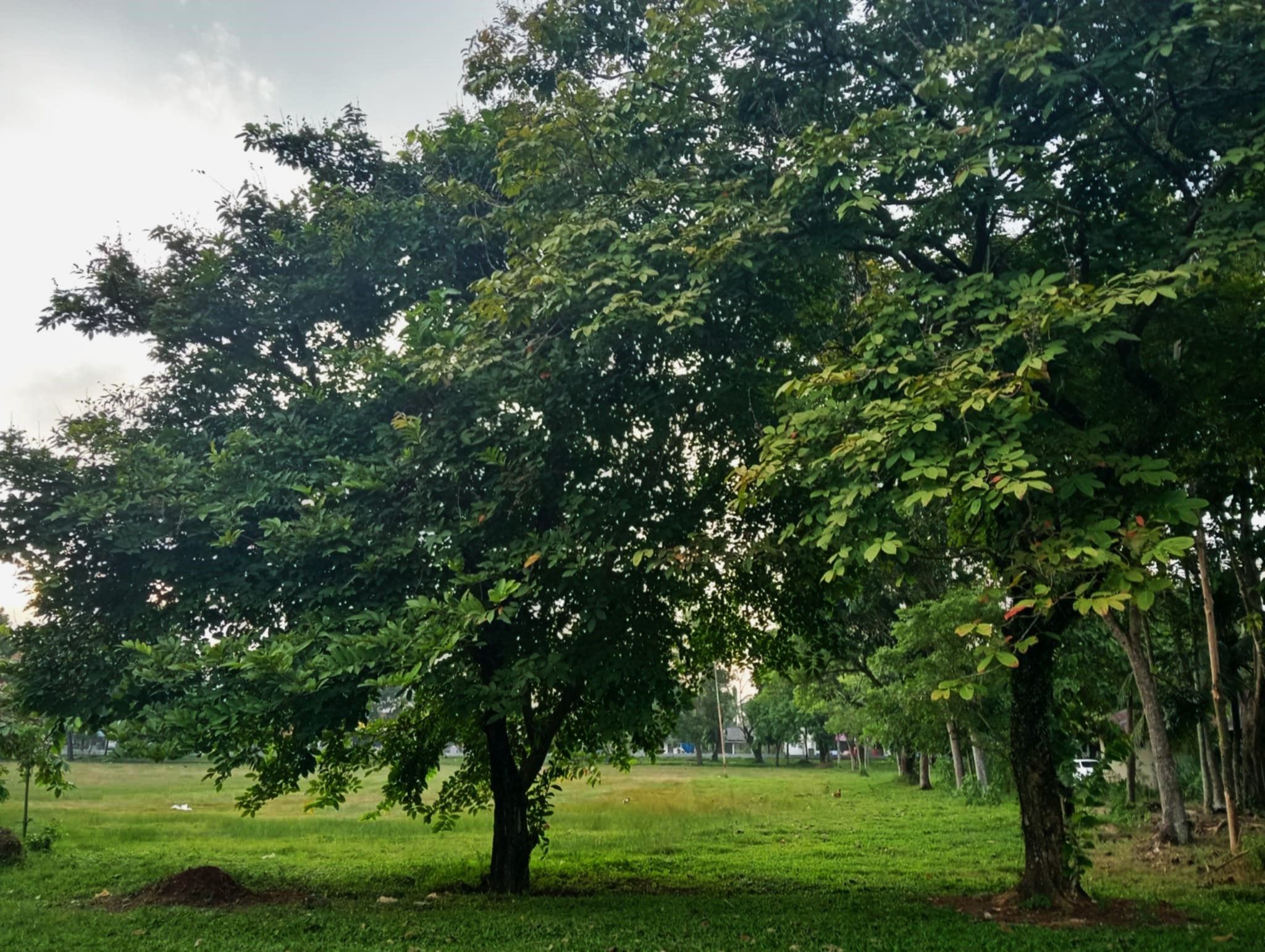 pohon 2.jpg