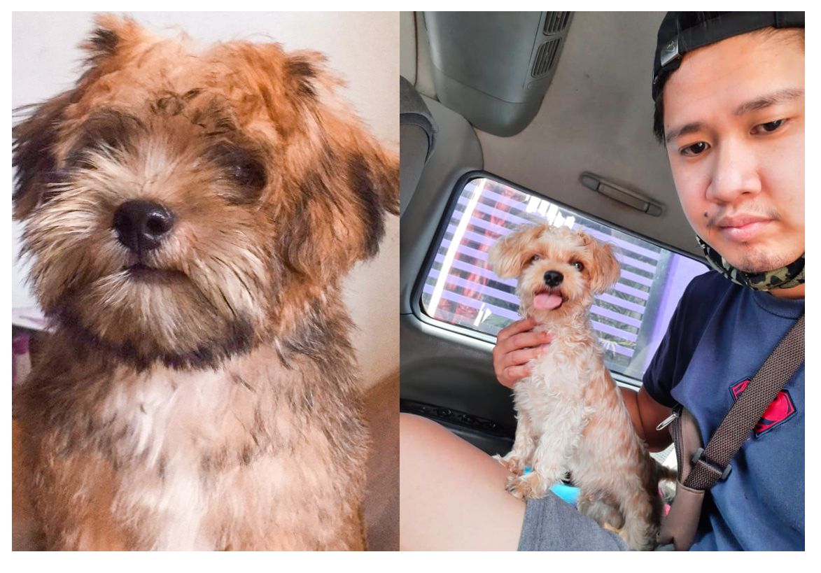 DOG.jpg