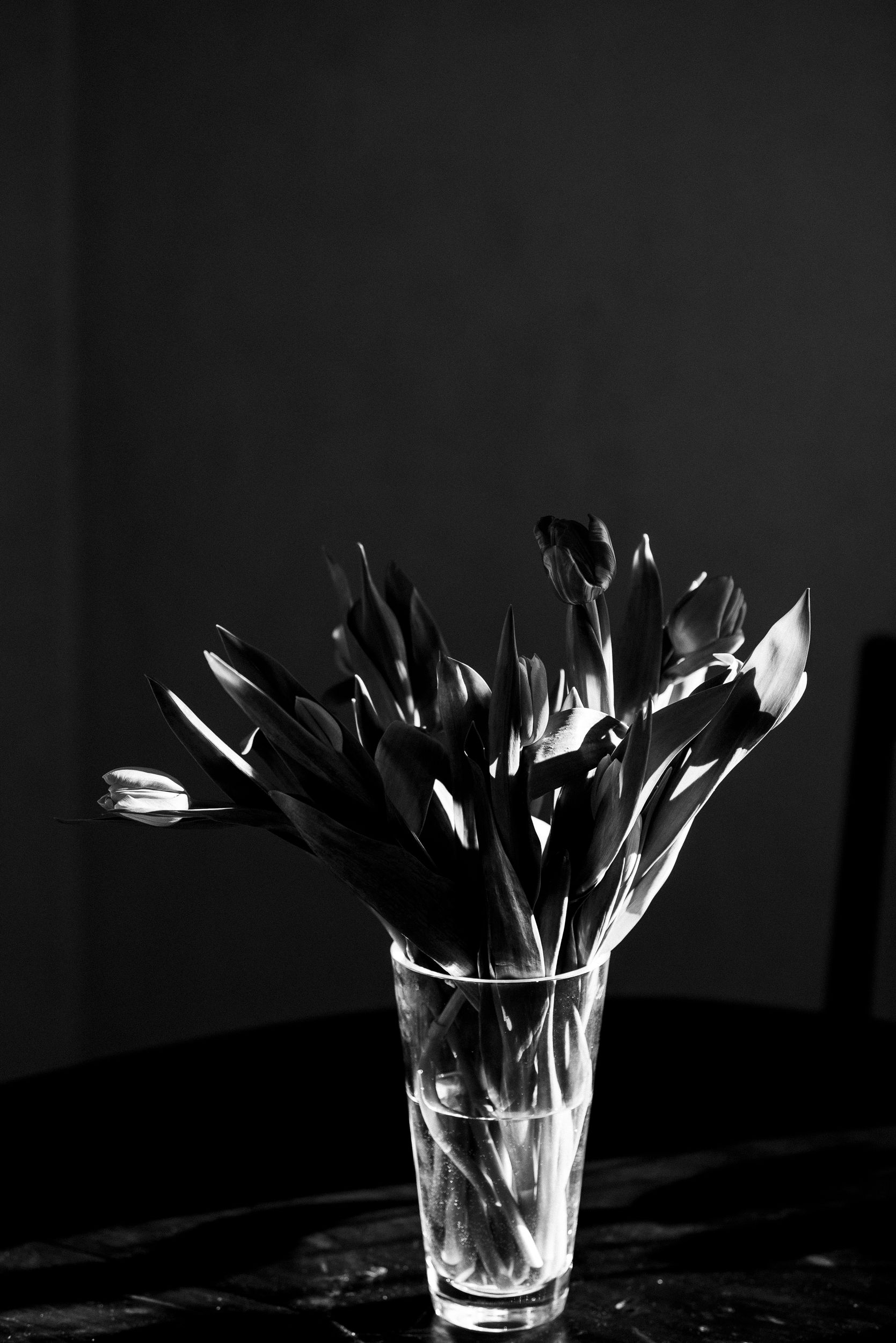 tulppaani_tulip_spring_bloom01.jpg