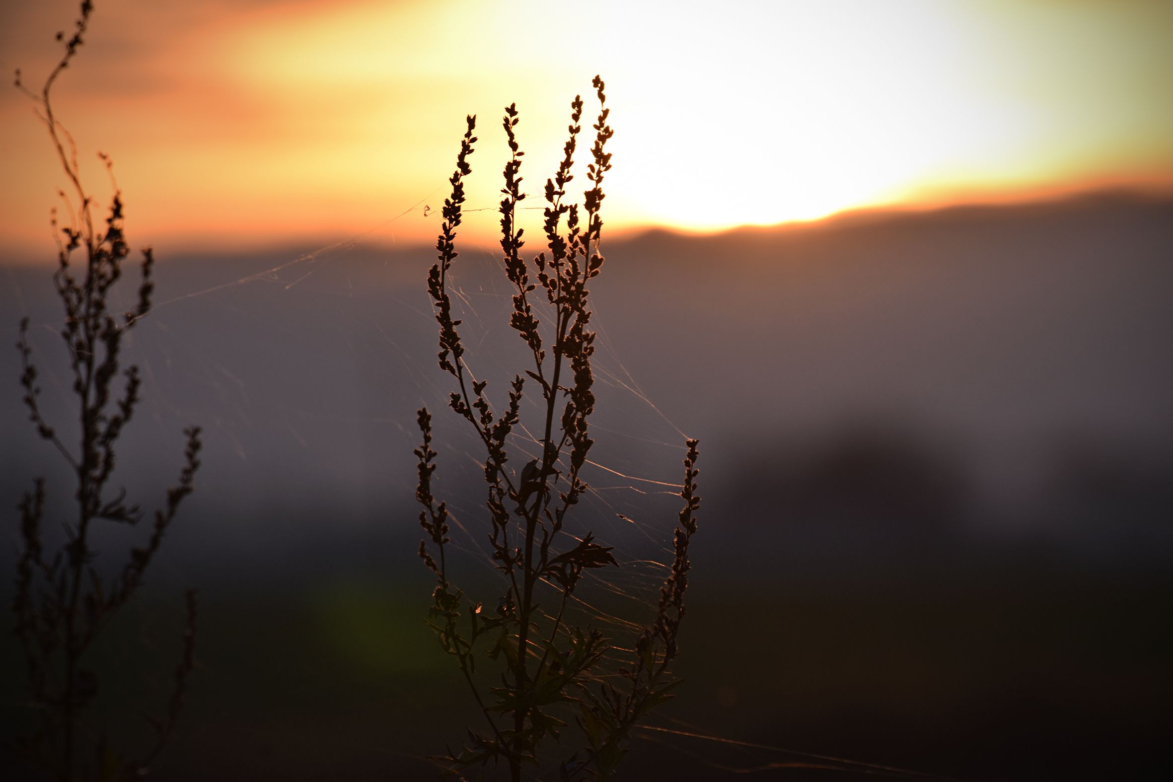 silhouette sunset pl 2.jpg