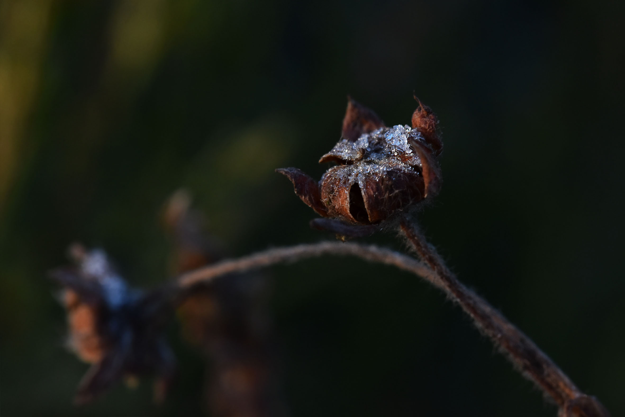 drystuff seedpod winter 2.jpg