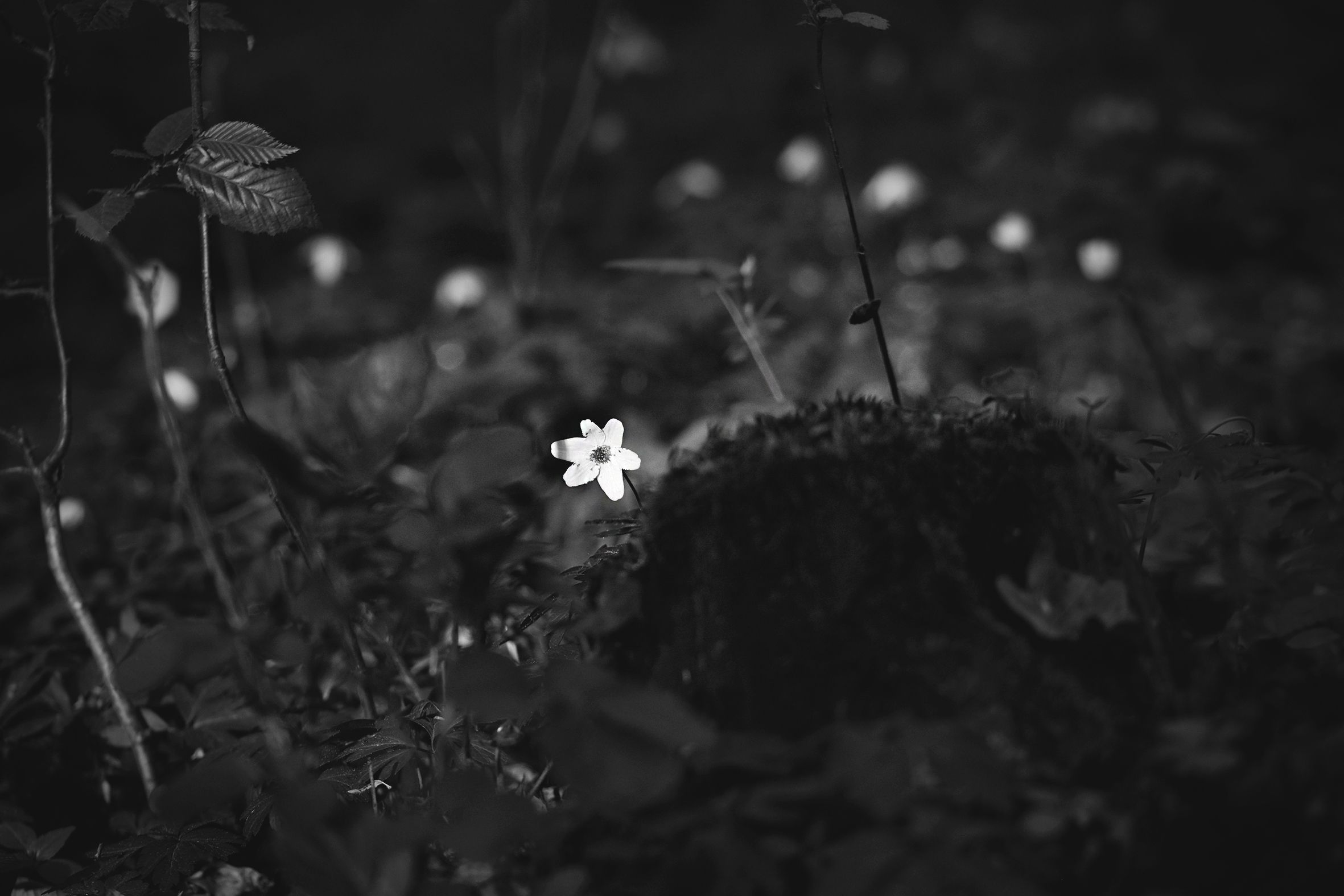 wood anemone pl bw 1.jpg