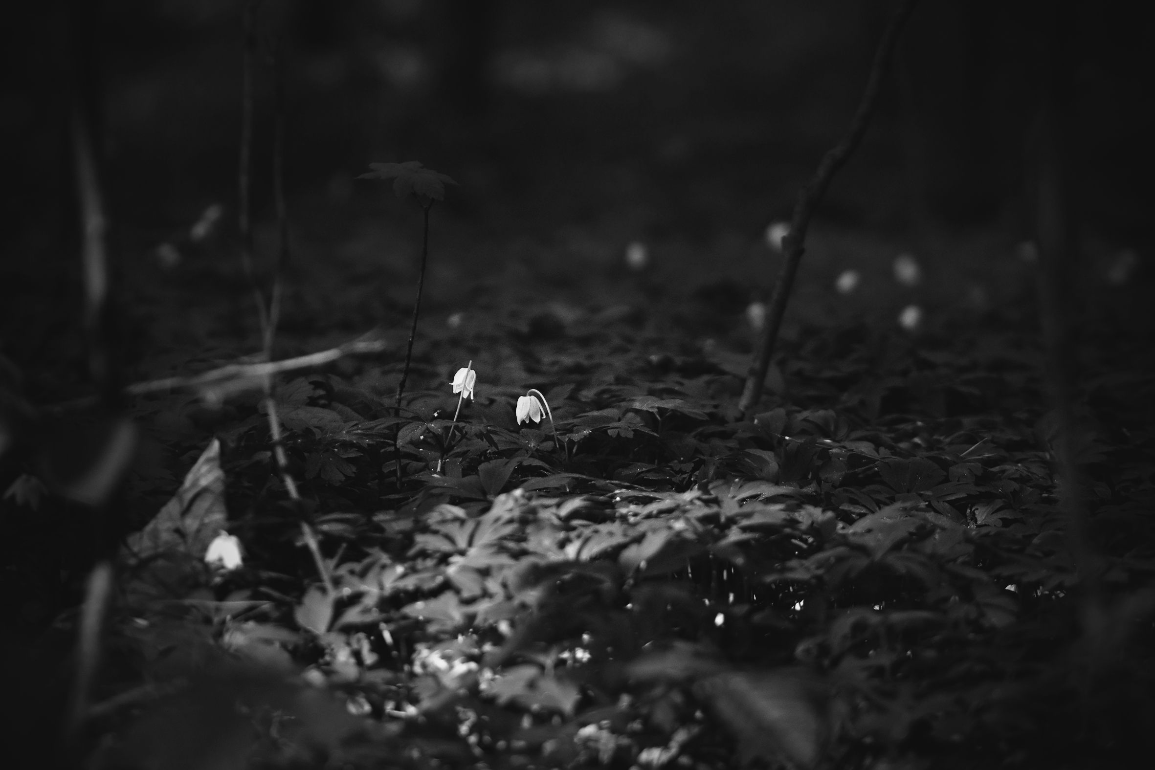 wood anemone pl bw 5.jpg