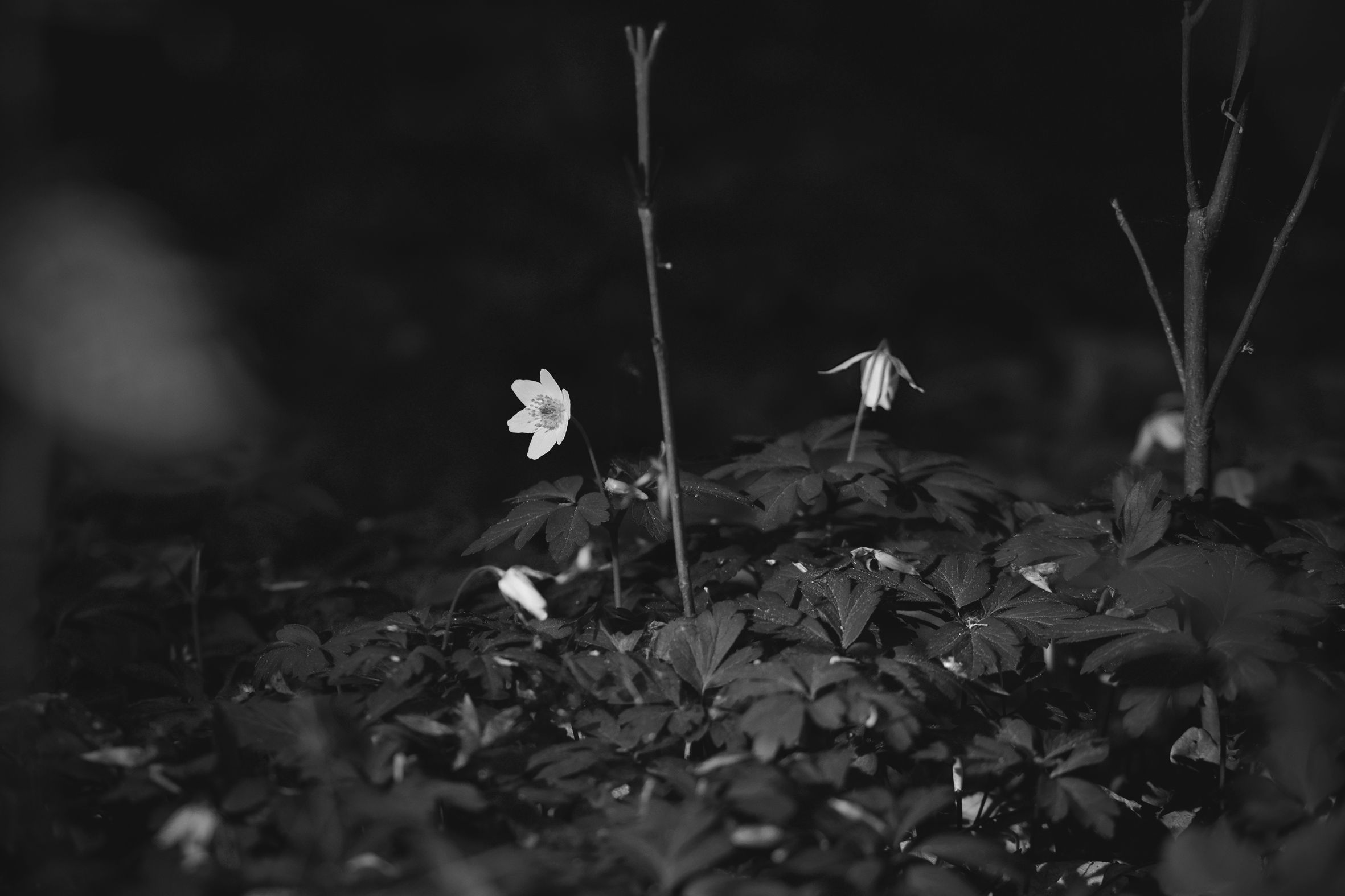 wood anemone pl bw 2.jpg