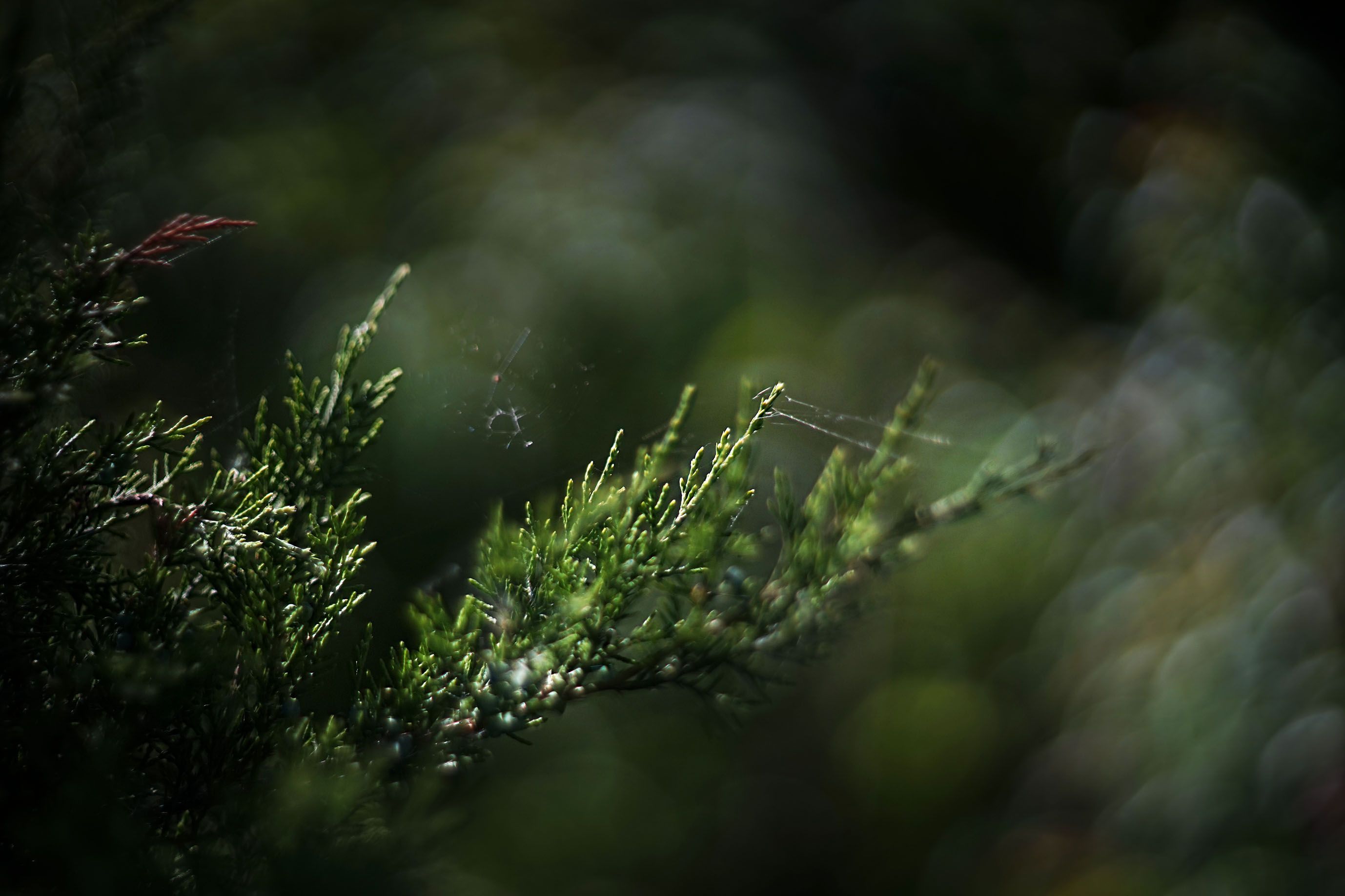 helios bokeh garden pl 11.jpg