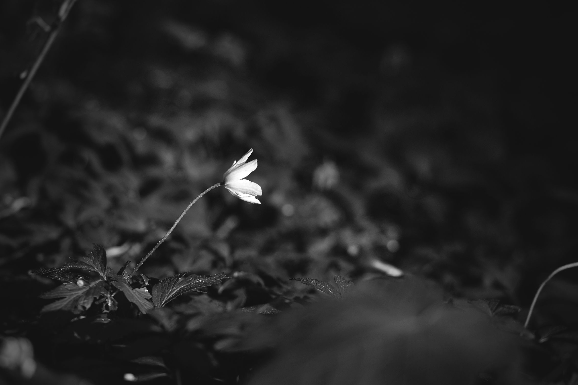 wood anemone pl bw 7.jpg